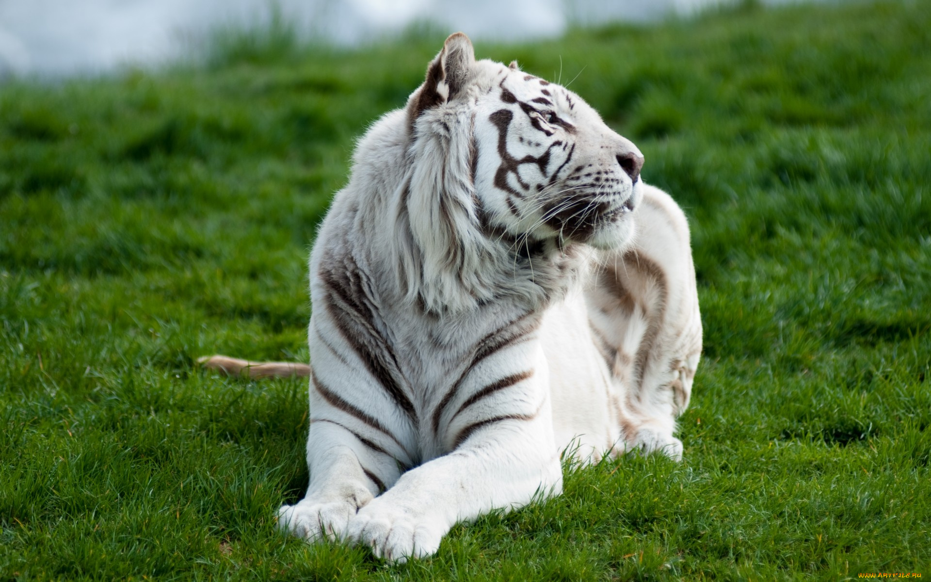 животные, тигры, тигр, белый, трава, хищник