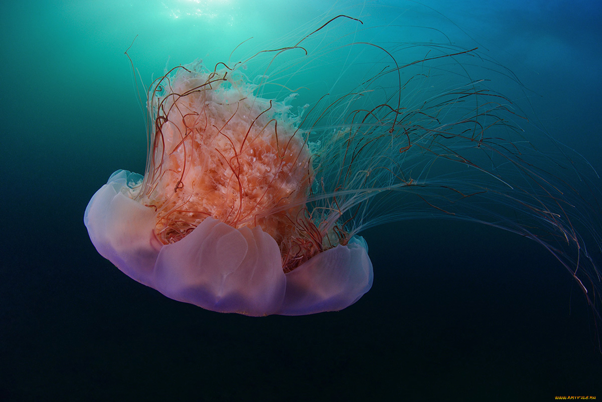 животные, медузы, океан, медуза, подводный, мир, море