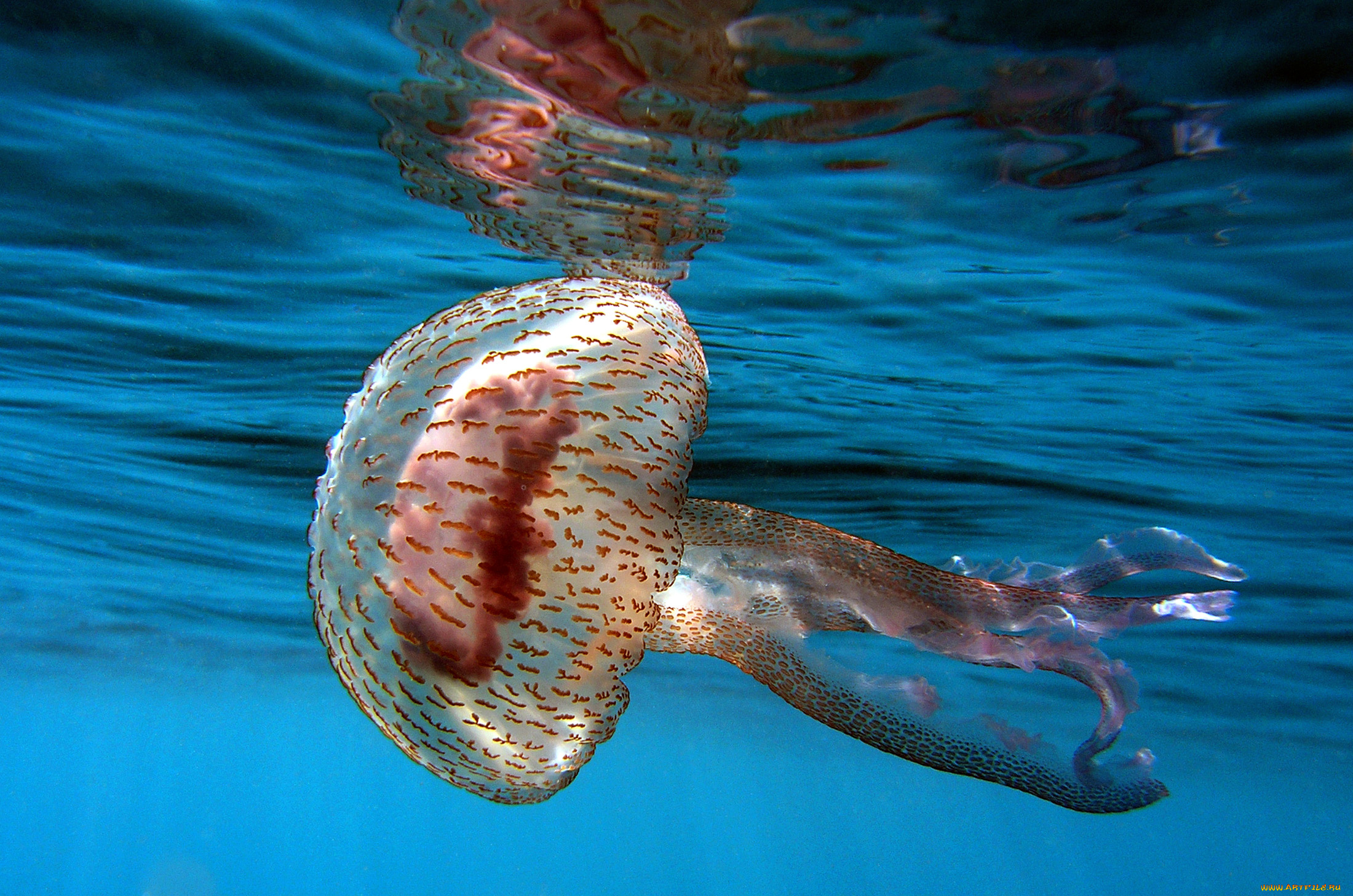 животные, медузы, океан, море, подводный, мир, медуза