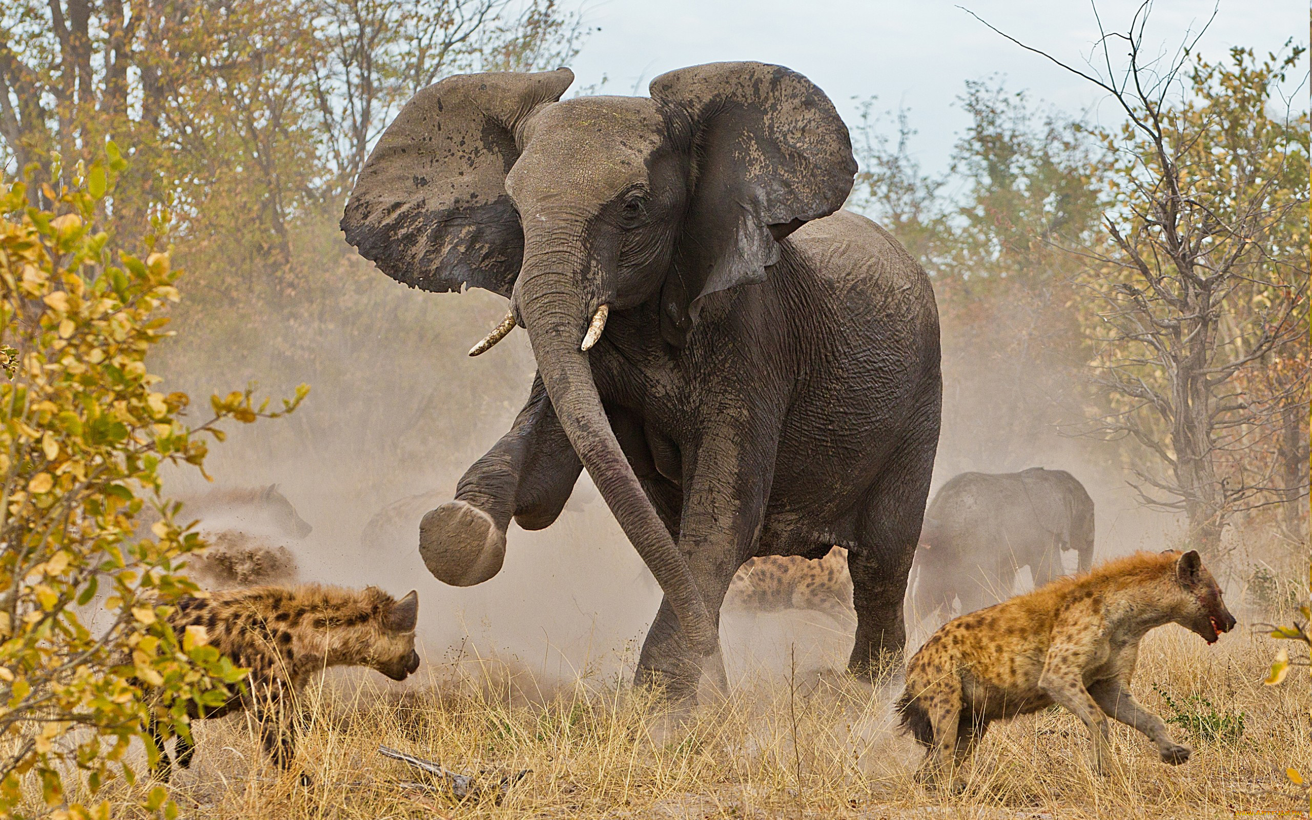 животные, разные, вместе, млекопитающие, природа, саванна, борьба, противостояние, гиены, слоны