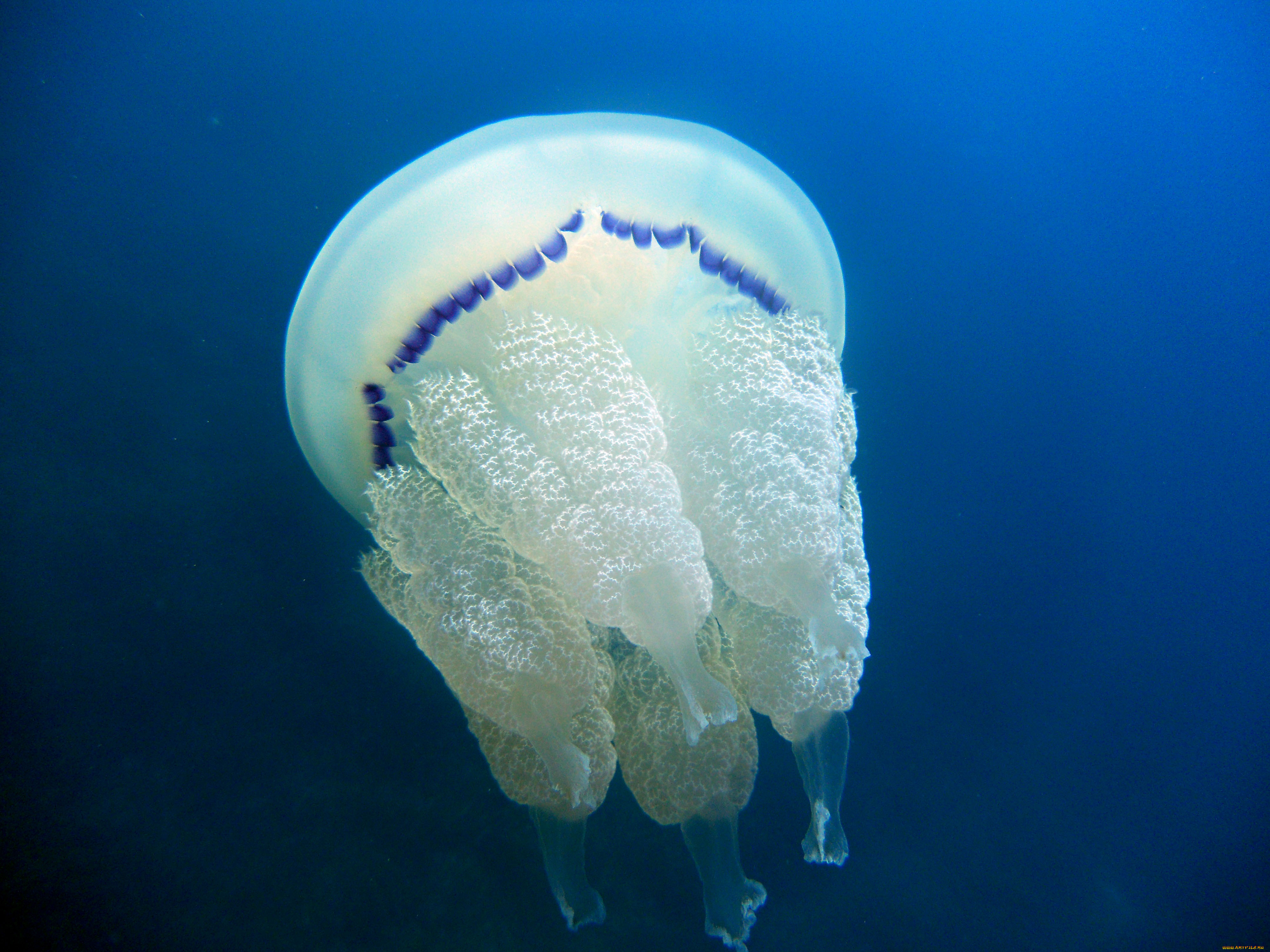 животные, медузы, медуза, океан, море, подводный, мир