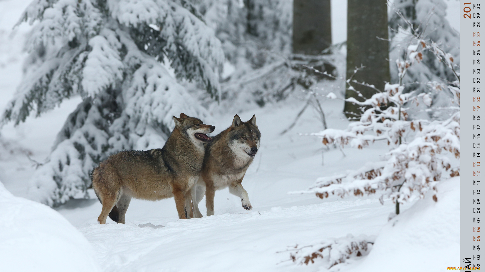 календари, животные, волк, двое, снег