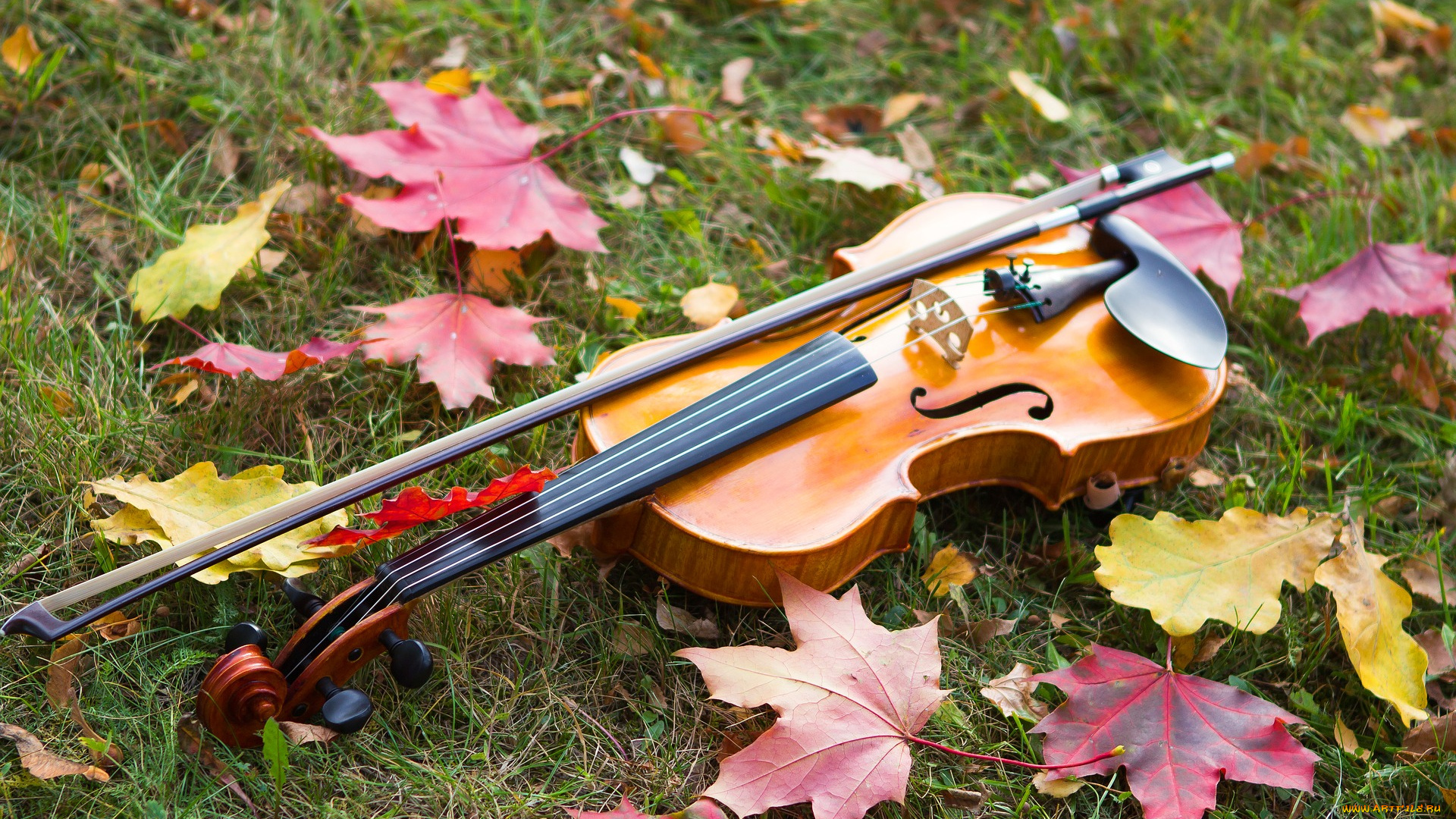 музыка, -музыкальные, инструменты, листва, скрипка