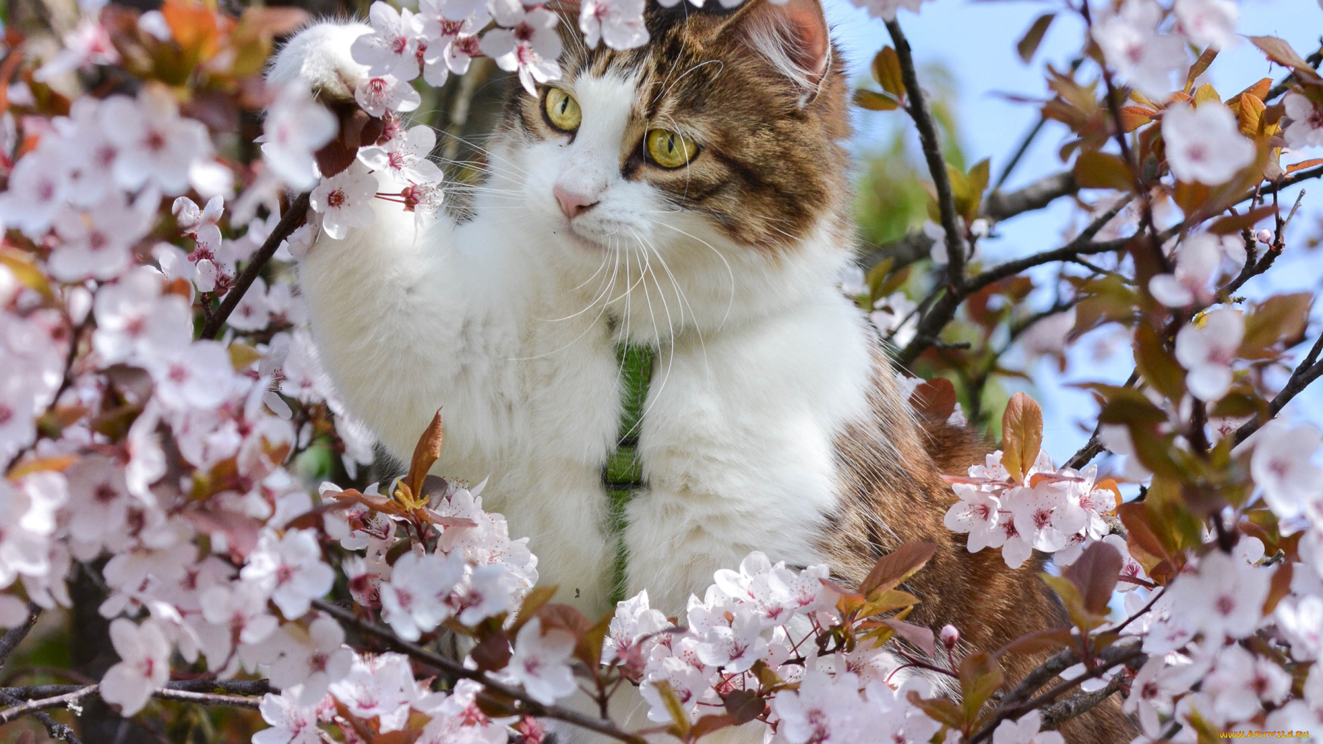 животные, коты, весна, на, дереве, вишня, ветки, цветение, котейка, цветки, кошка