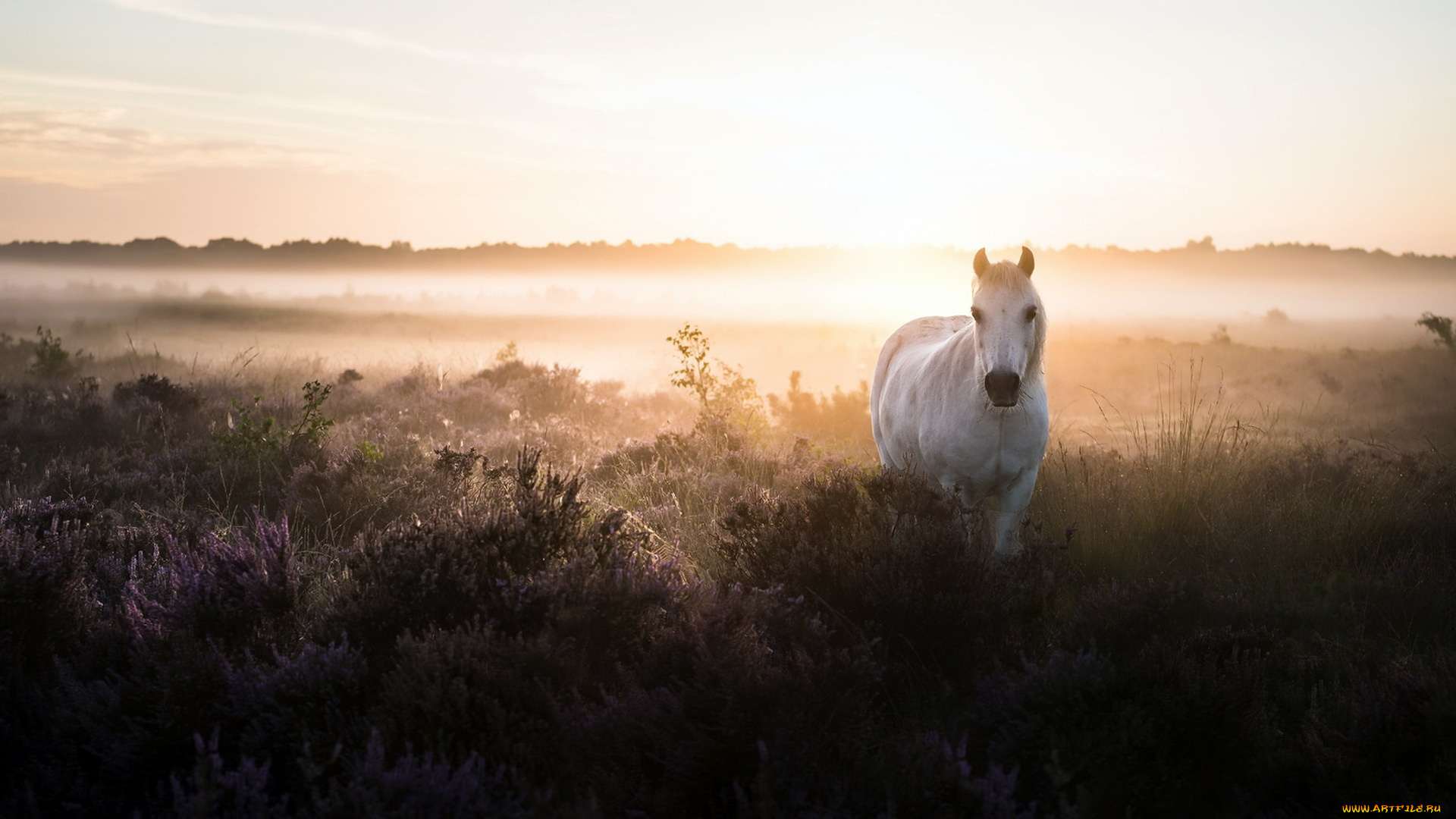 животные, лошади, поле, конь, утро, туман