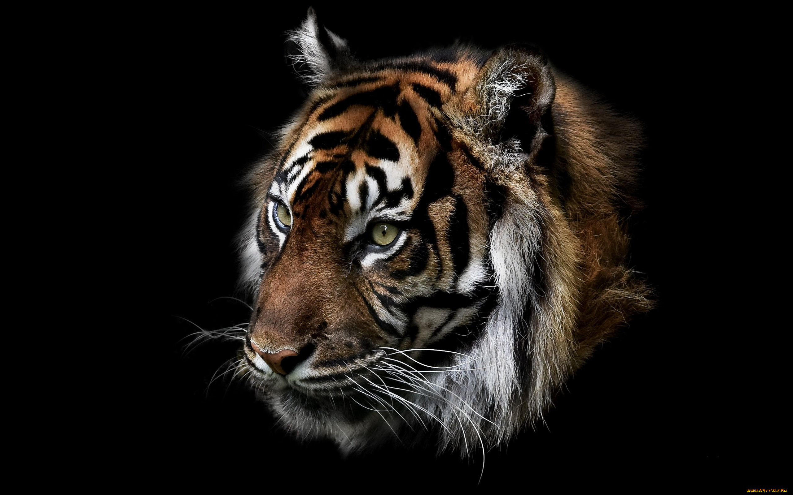 животные, тигры, тигр, природа, зверь