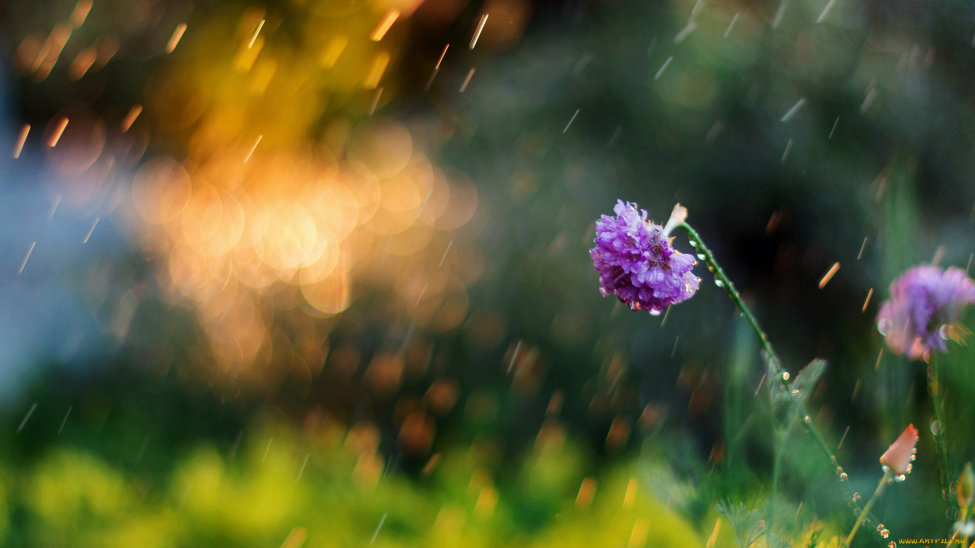 цветы, дождь