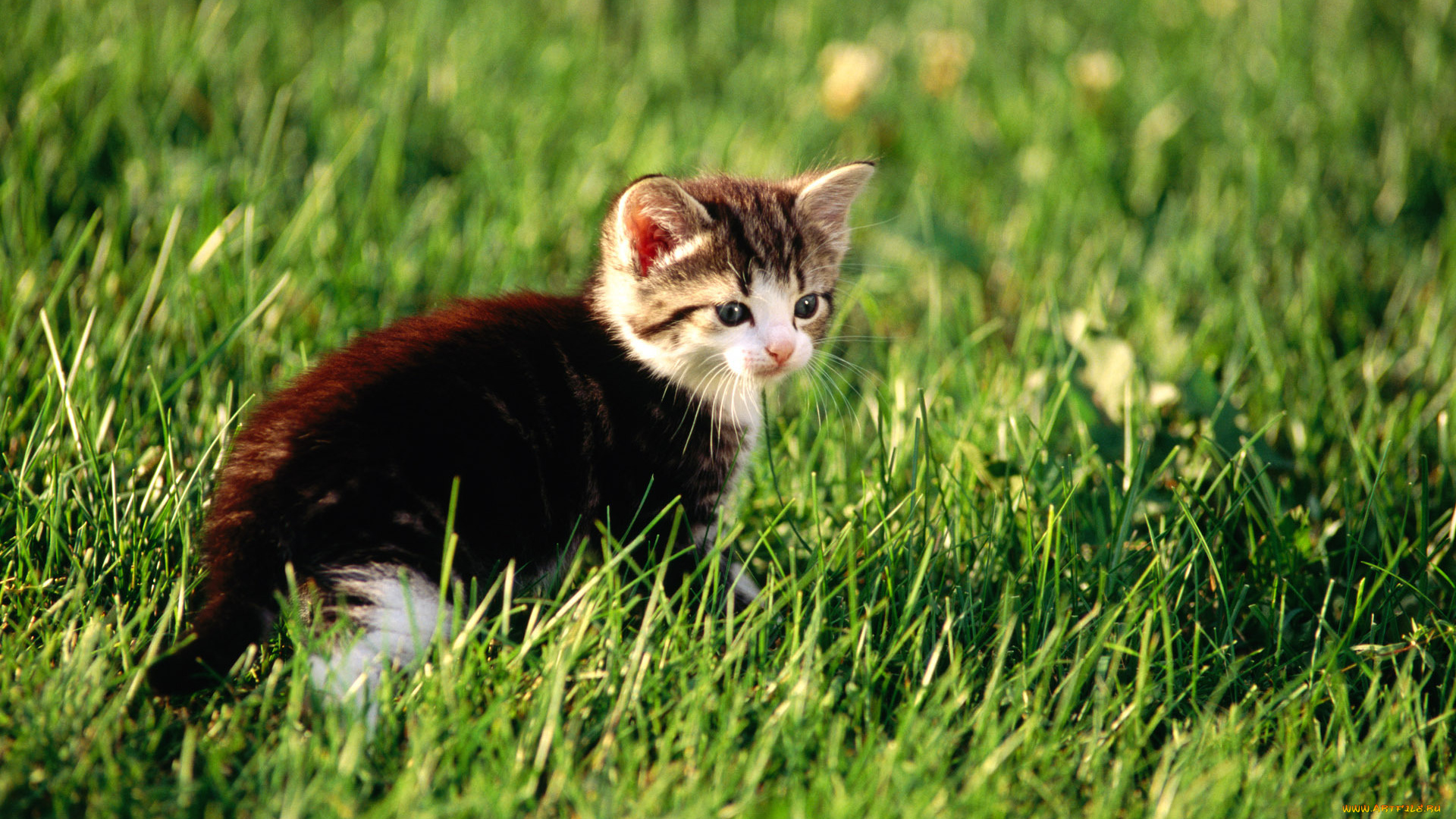животные, коты, трава, котенок, лужайка