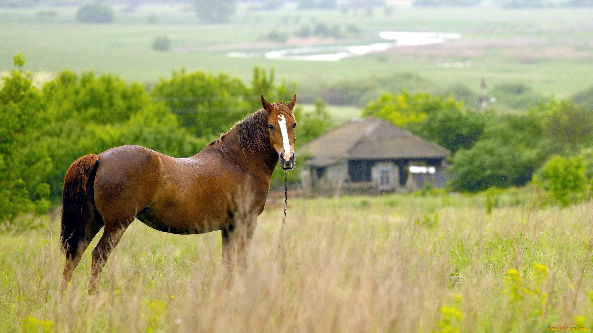 животные, лошади, луг, трава, лошадь, дом