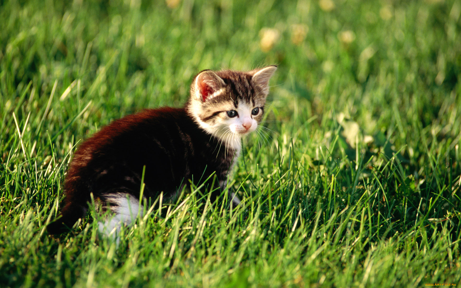 животные, коты, трава, котенок, лужайка