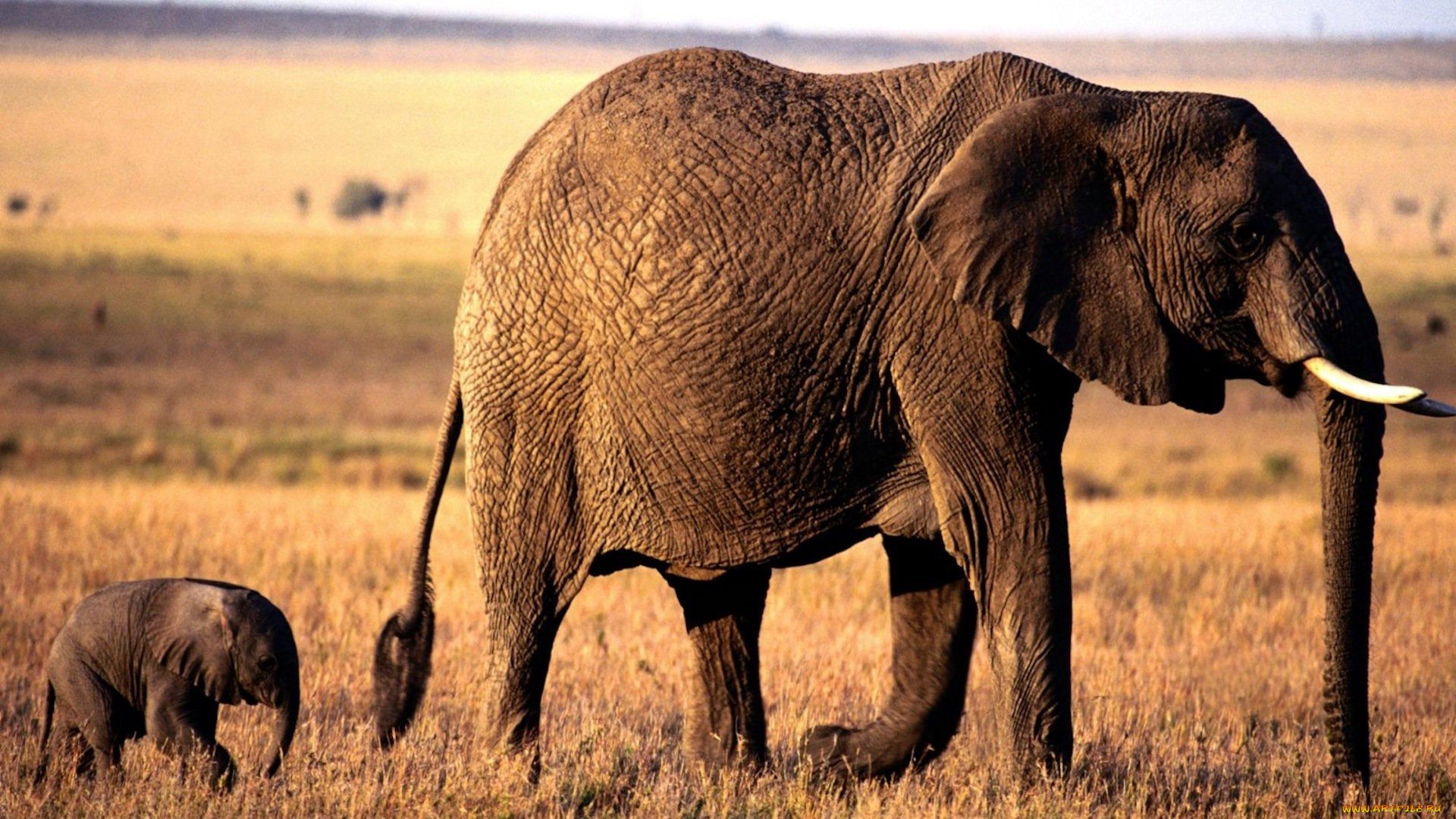 животные, слоны, слониха, слоненок, саванна