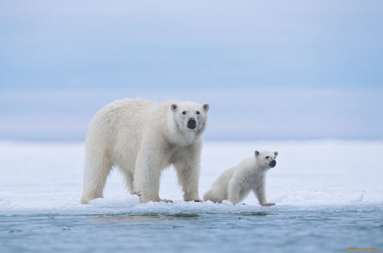 животные, медведи, белые, медведица, медвежонок, polar, bears