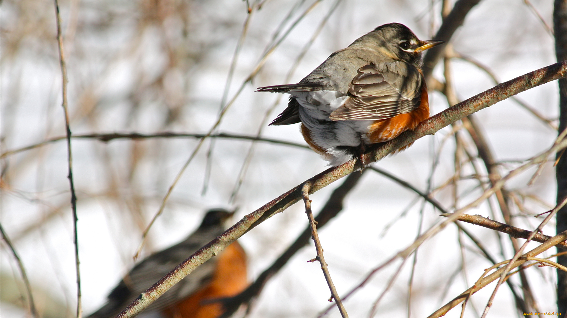 american, robin, животные, зарянки, малиновки, дрозд