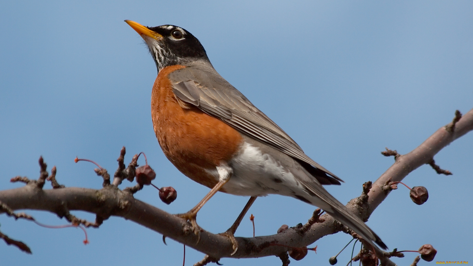 американский, робин, turdus, migratorius, животные, зарянки, малиновки, дрозд