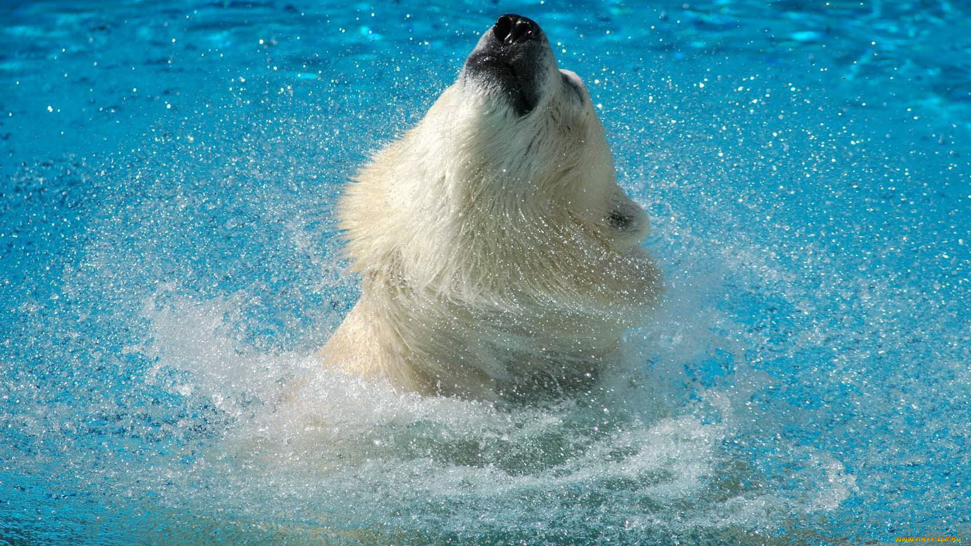 животные, медведи, белый, медведь, polar, bear, брызги