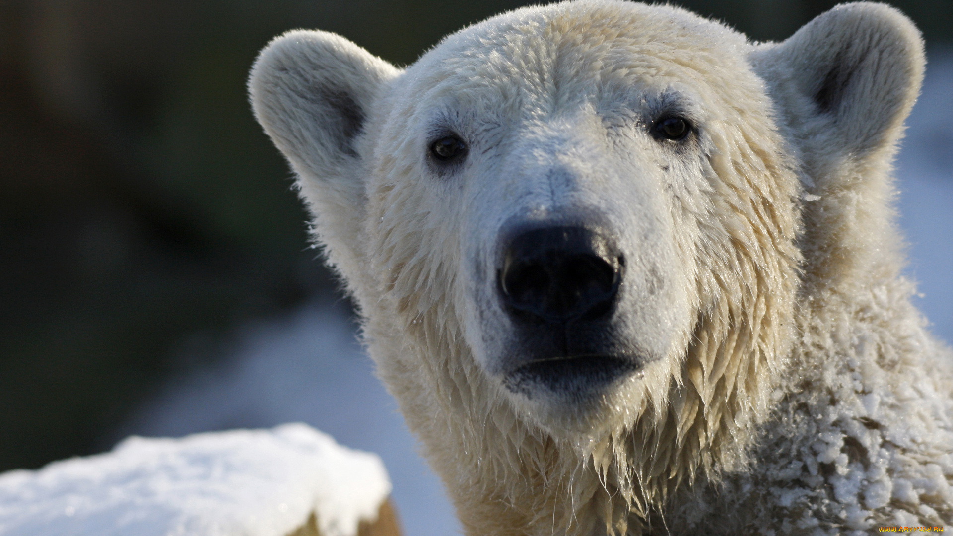 животные, медведи, белый, медведь, polar, bear, взгляд