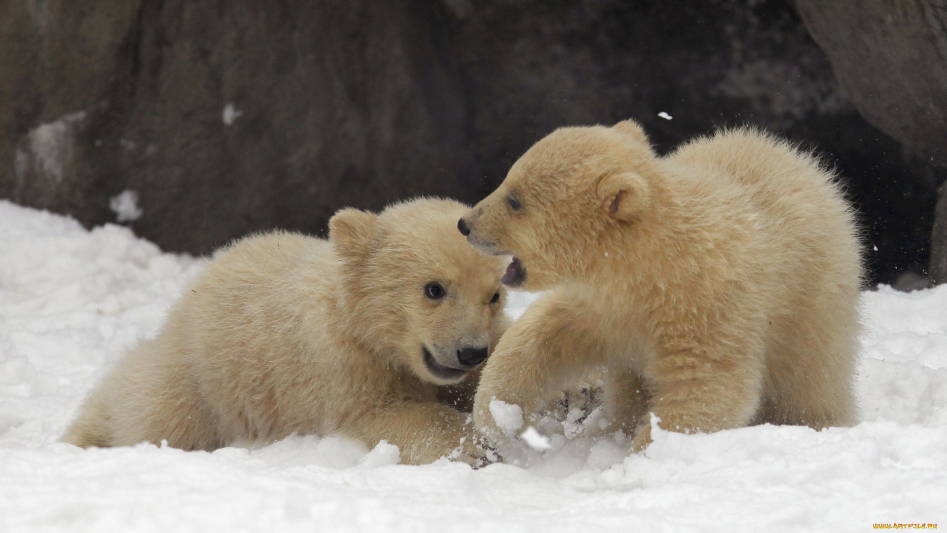 животные, медведи, игра, снег, белые, медвежата