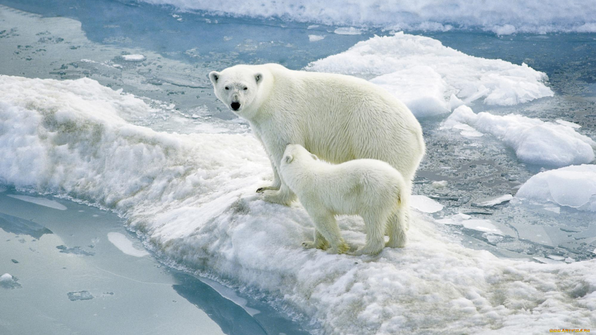 животные, медведи, льдины, медведица, медвежонок, polar, bears, белые