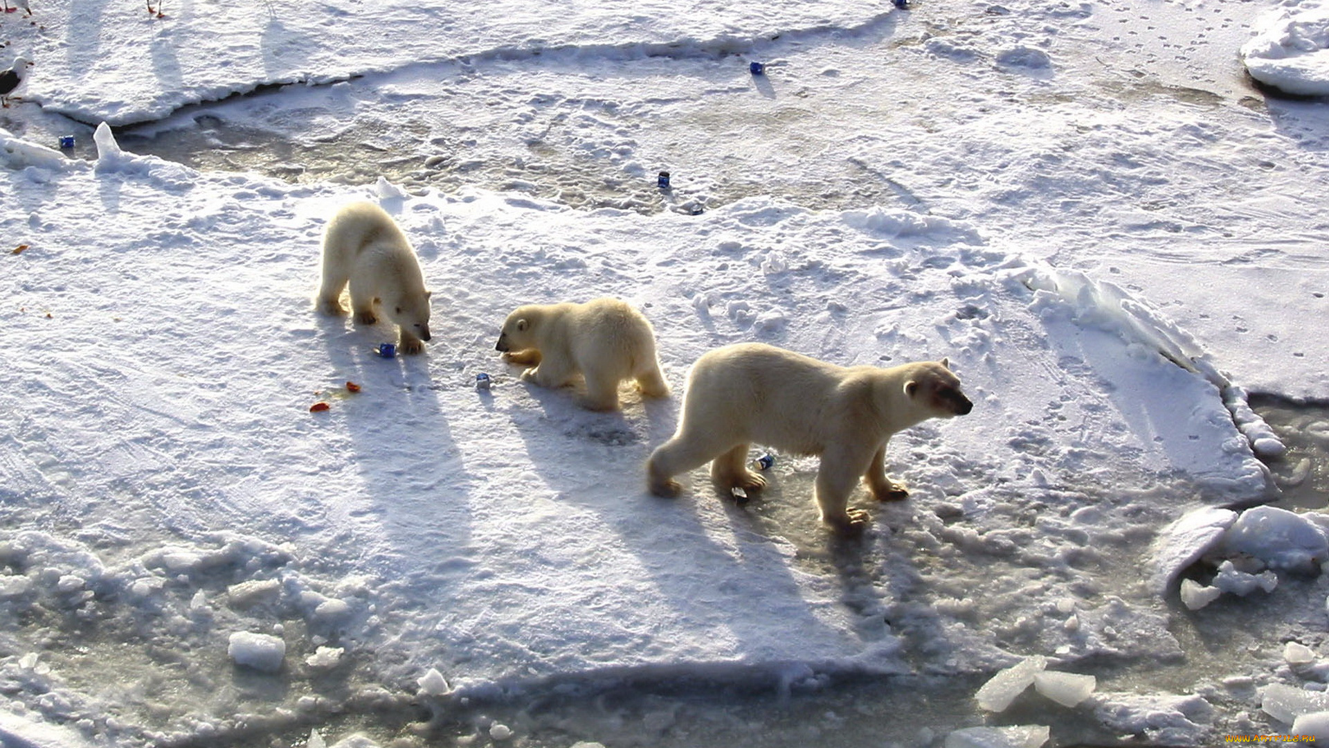 животные, медведи, медвежата, белые, polar, bears, арктика, медведица