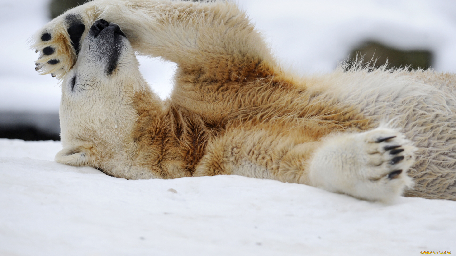 животные, медведи, polar, bear, белый, медведь