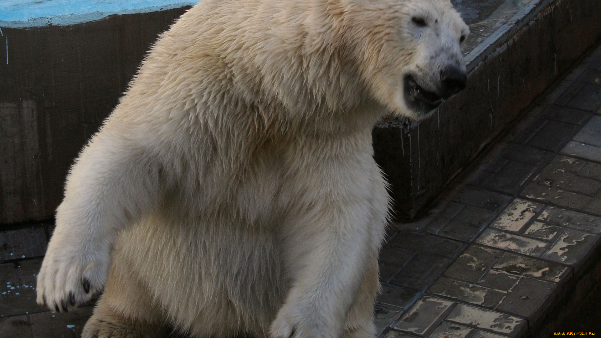 животные, медведи, polar, bear, белый, медведь