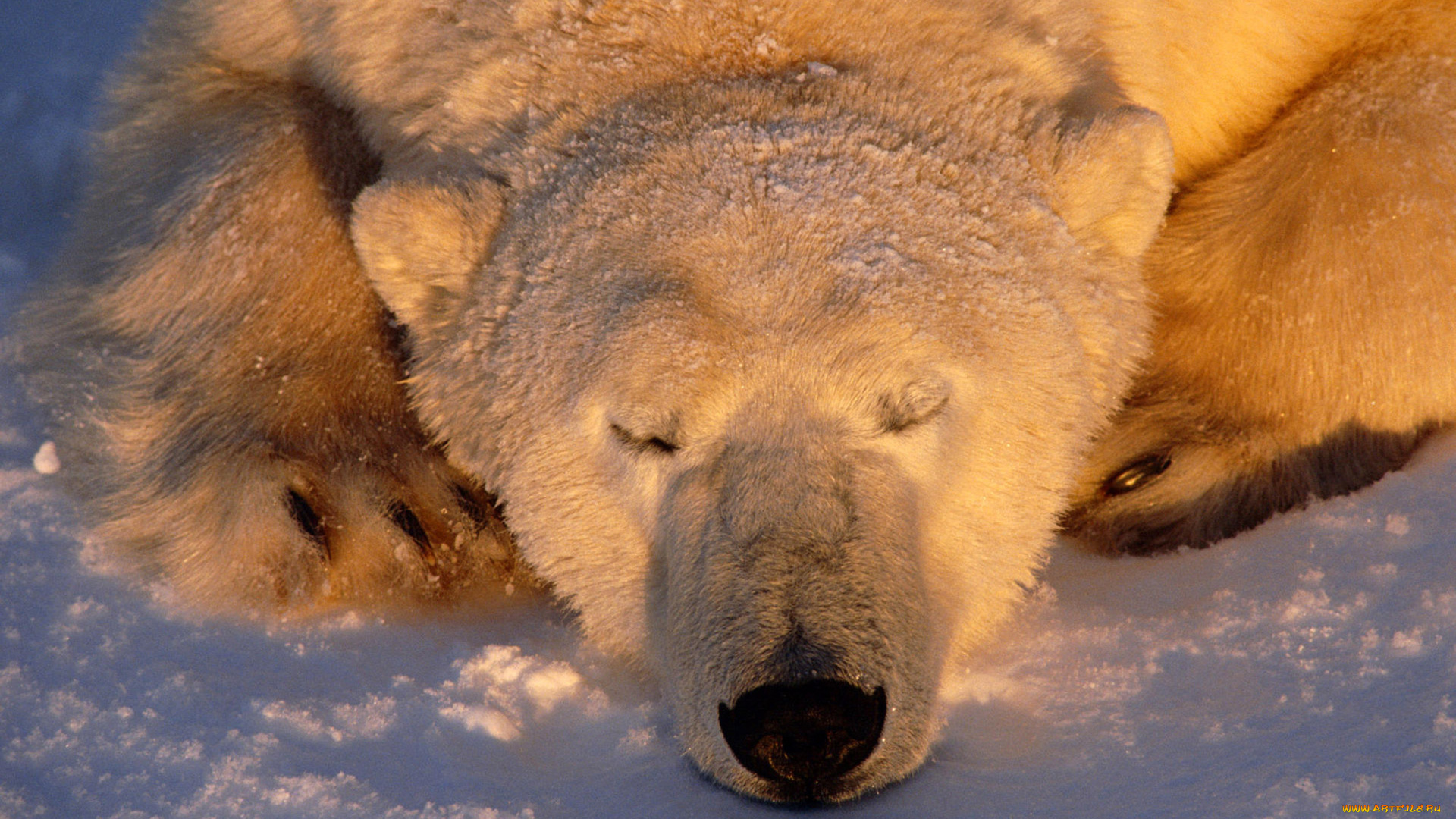 животные, медведи, спящий, медведь, polar, bear, белый