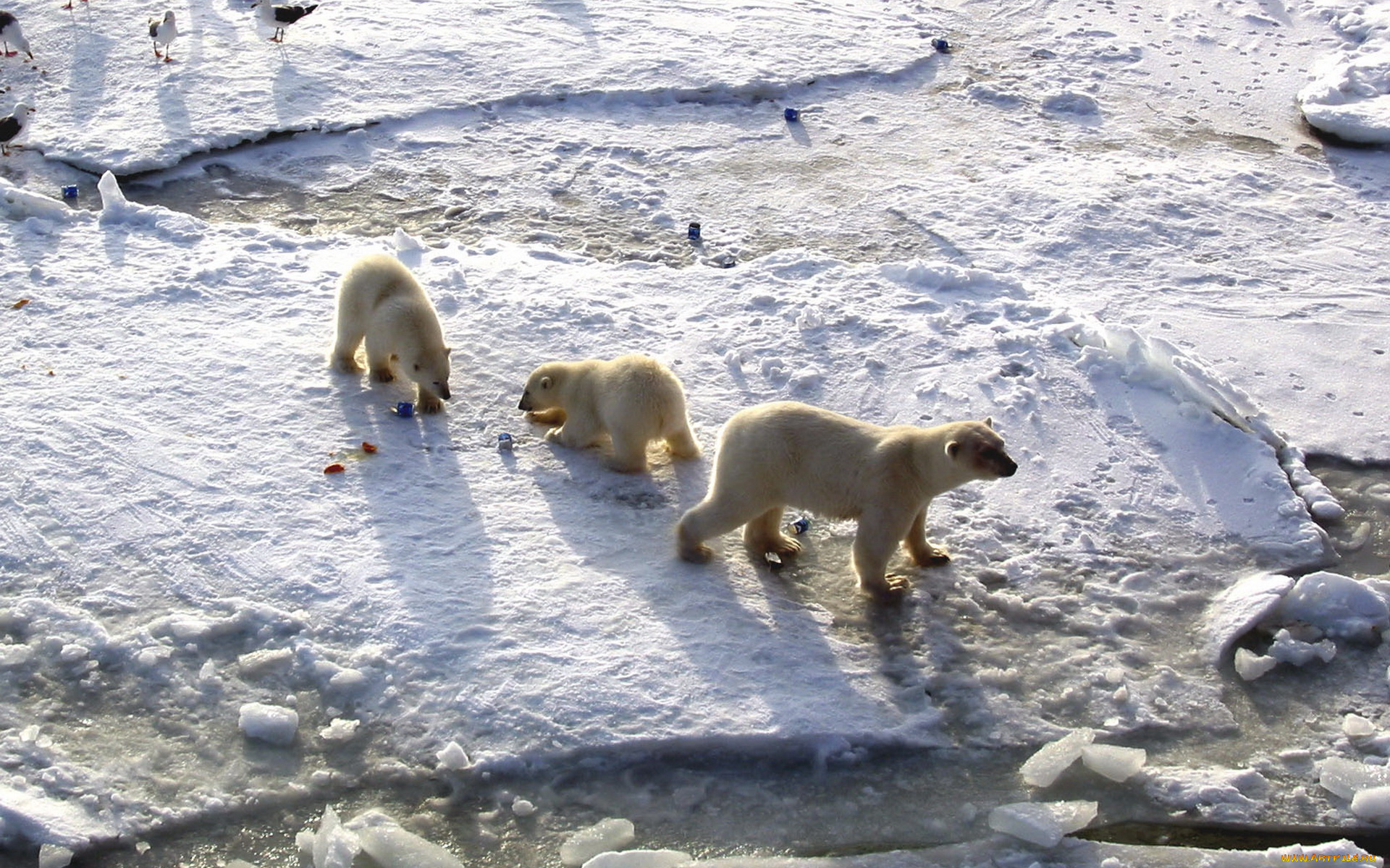 животные, медведи, медвежата, белые, polar, bears, арктика, медведица