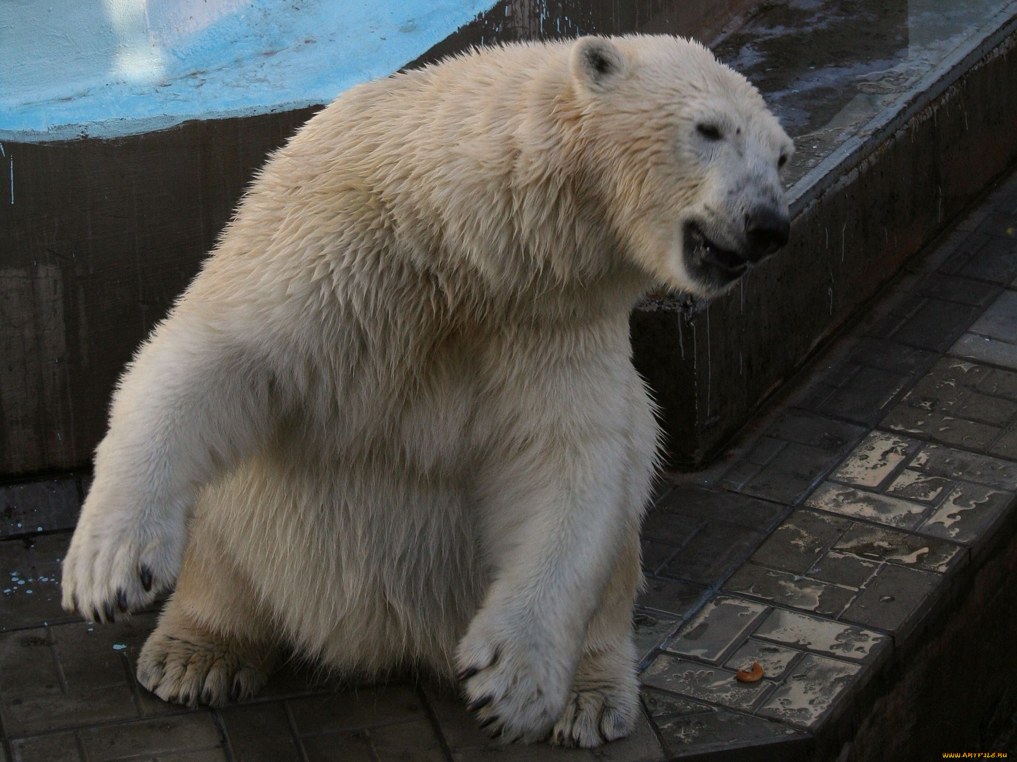 животные, медведи, polar, bear, белый, медведь