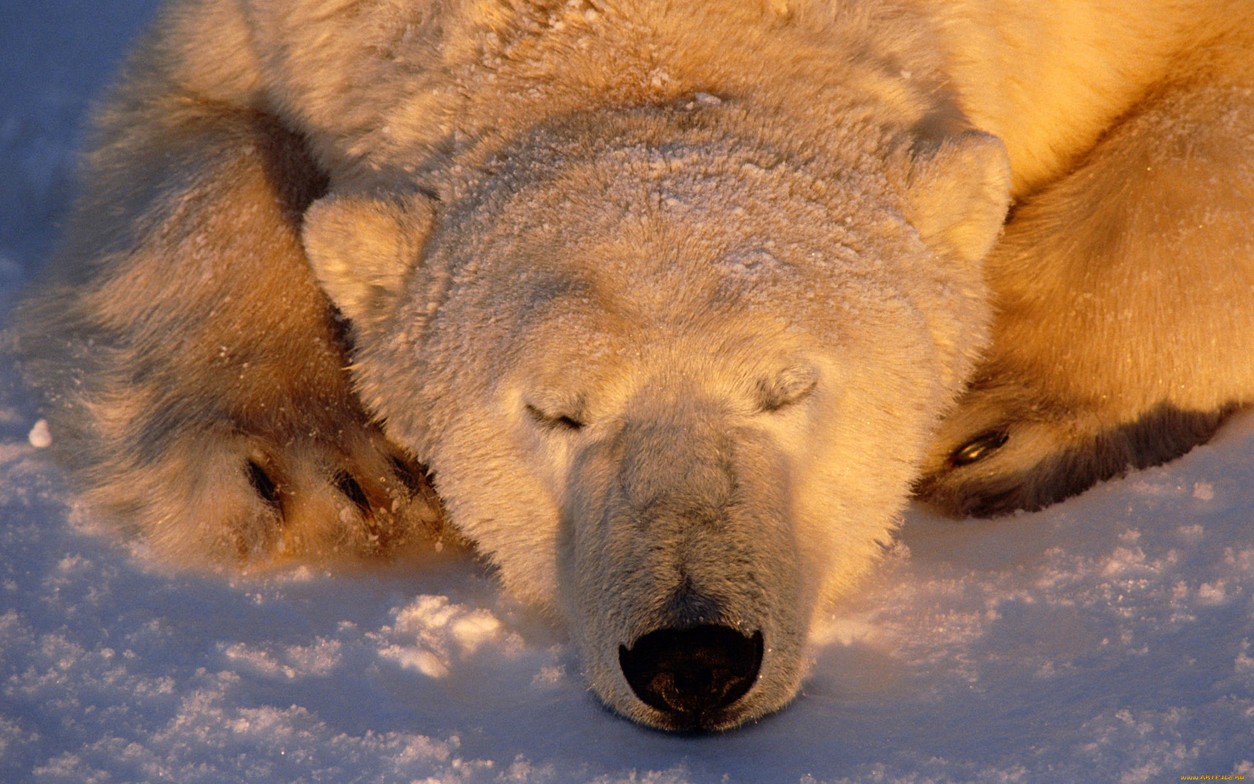 животные, медведи, спящий, медведь, polar, bear, белый