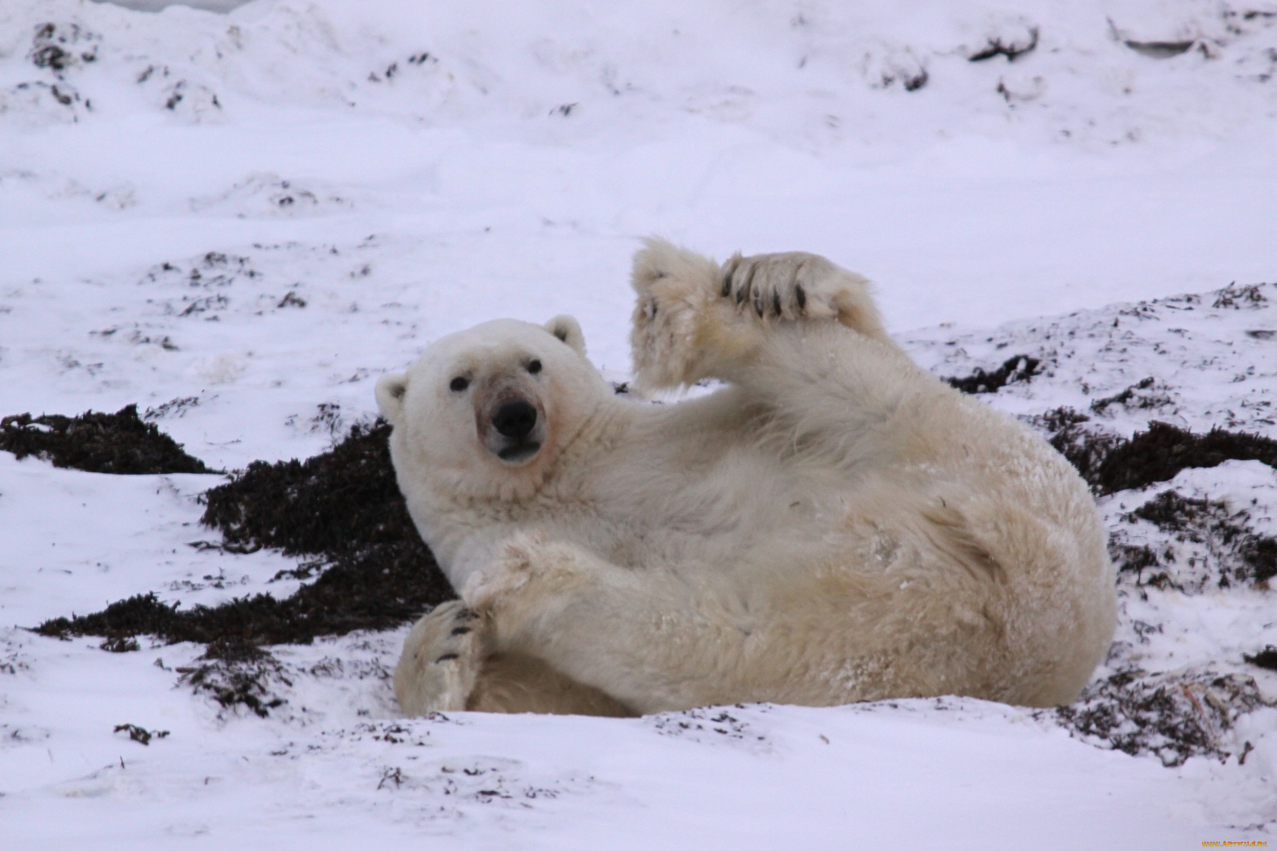 животные, медведи, polar, bear, белый, медведь