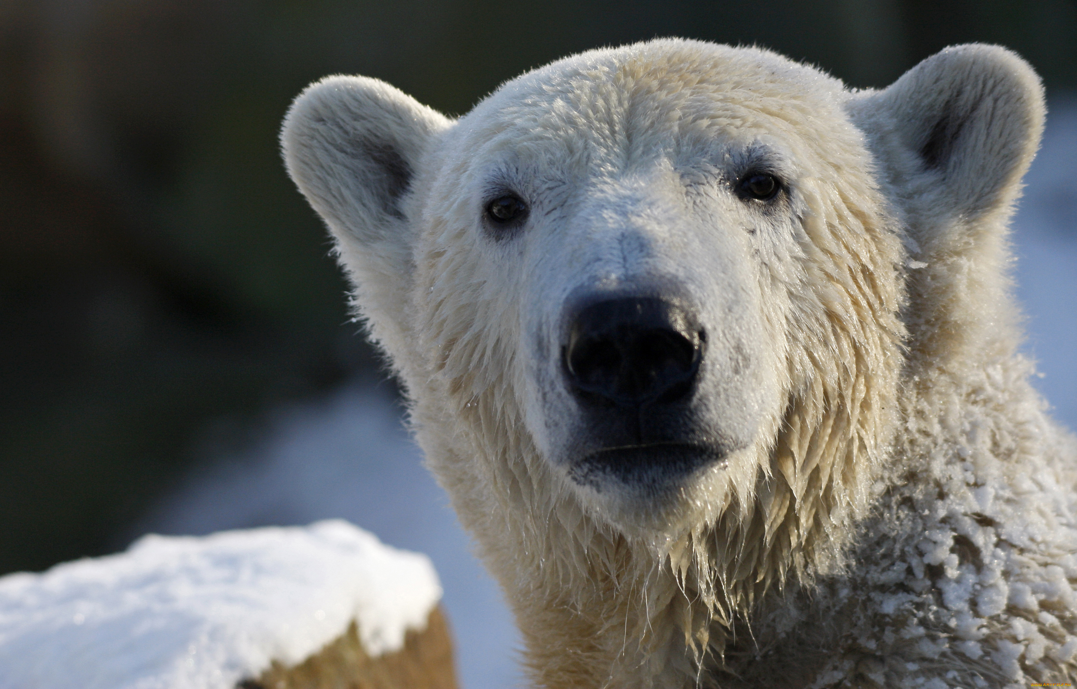 животные, медведи, белый, медведь, polar, bear, взгляд