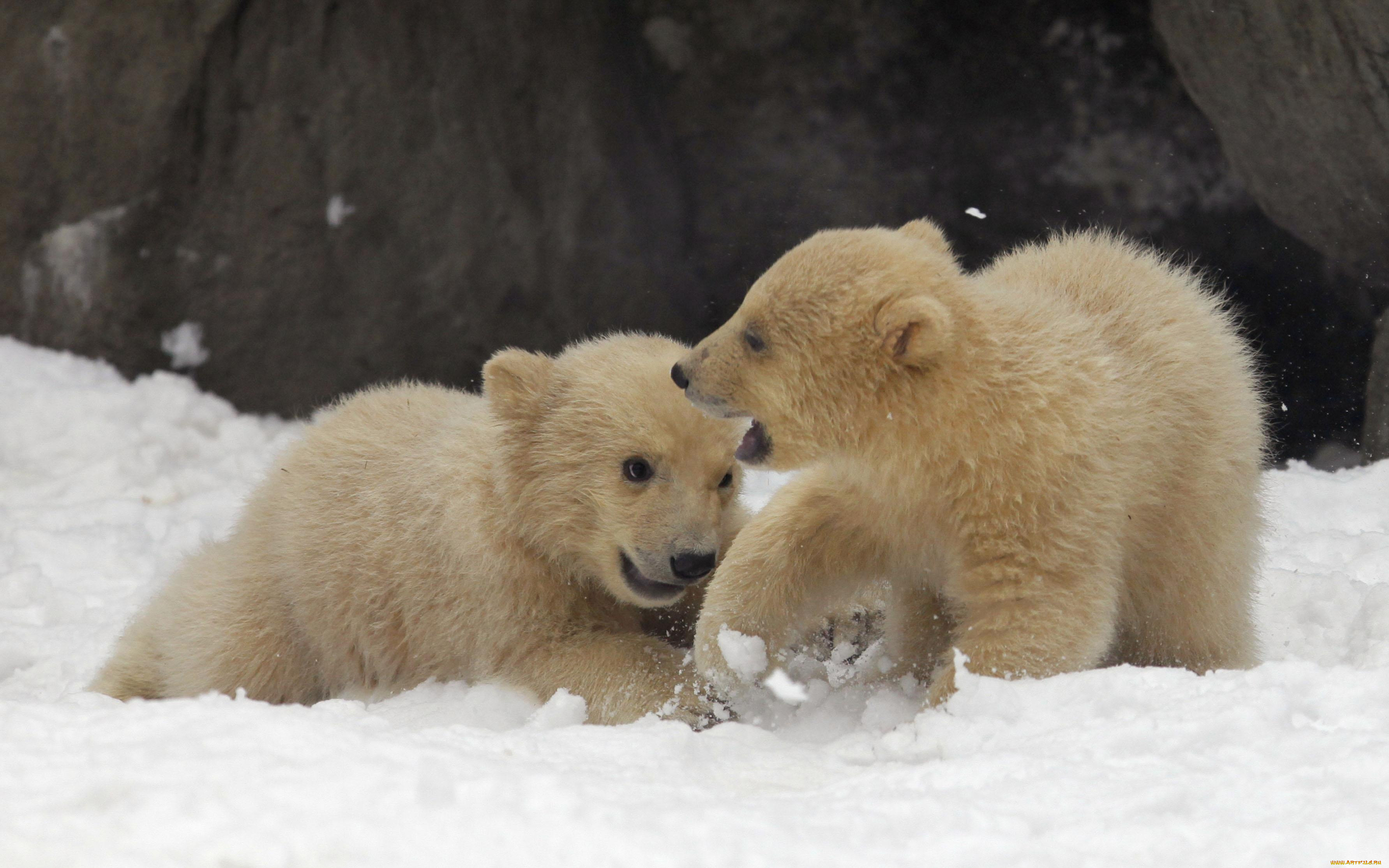 животные, медведи, игра, снег, белые, медвежата