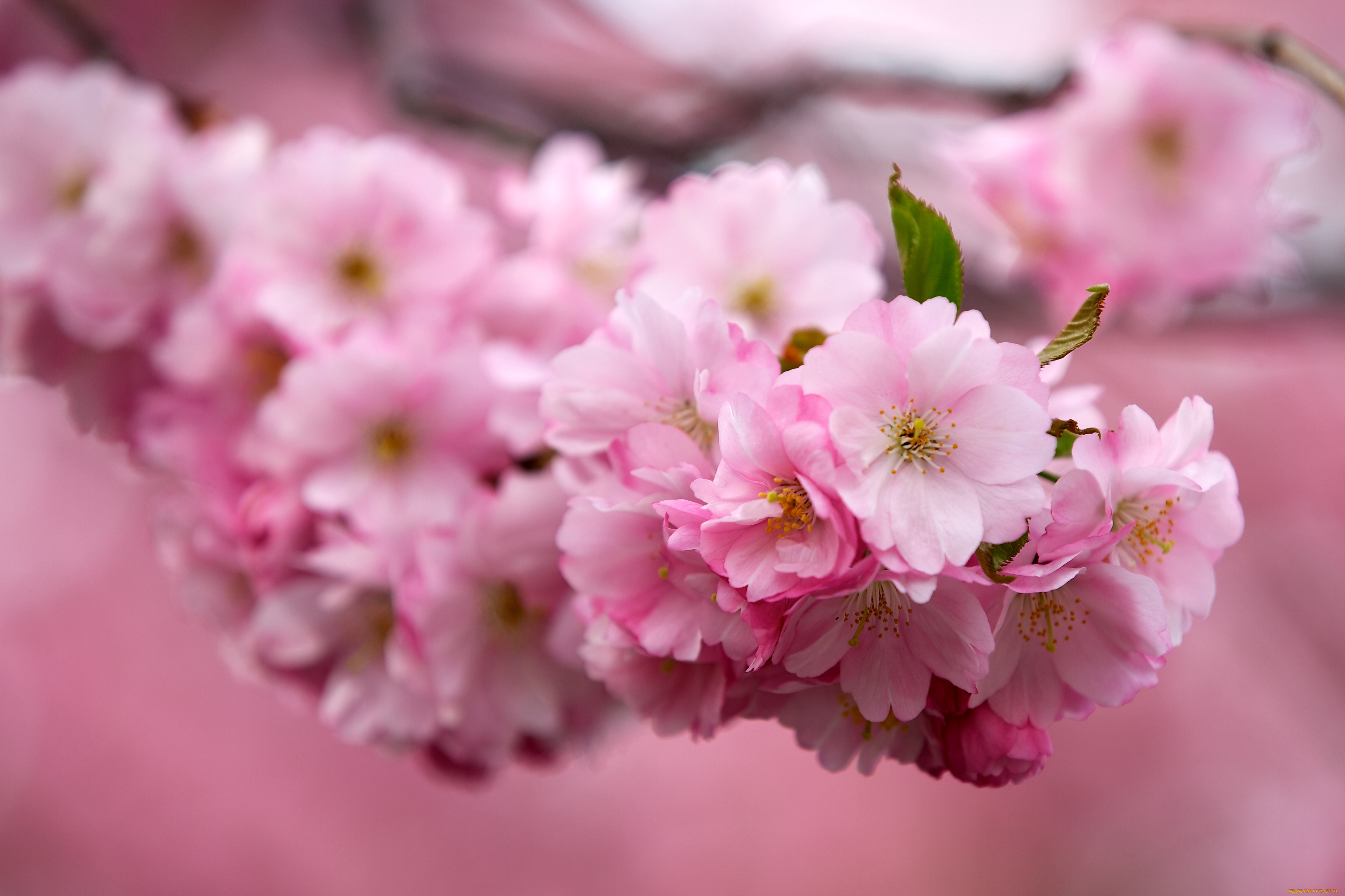 Очень красиво цветет. Черри блоссом цветок. Сакура вишня. Цветы Сакуры. Цветущая вишня Сакура.
