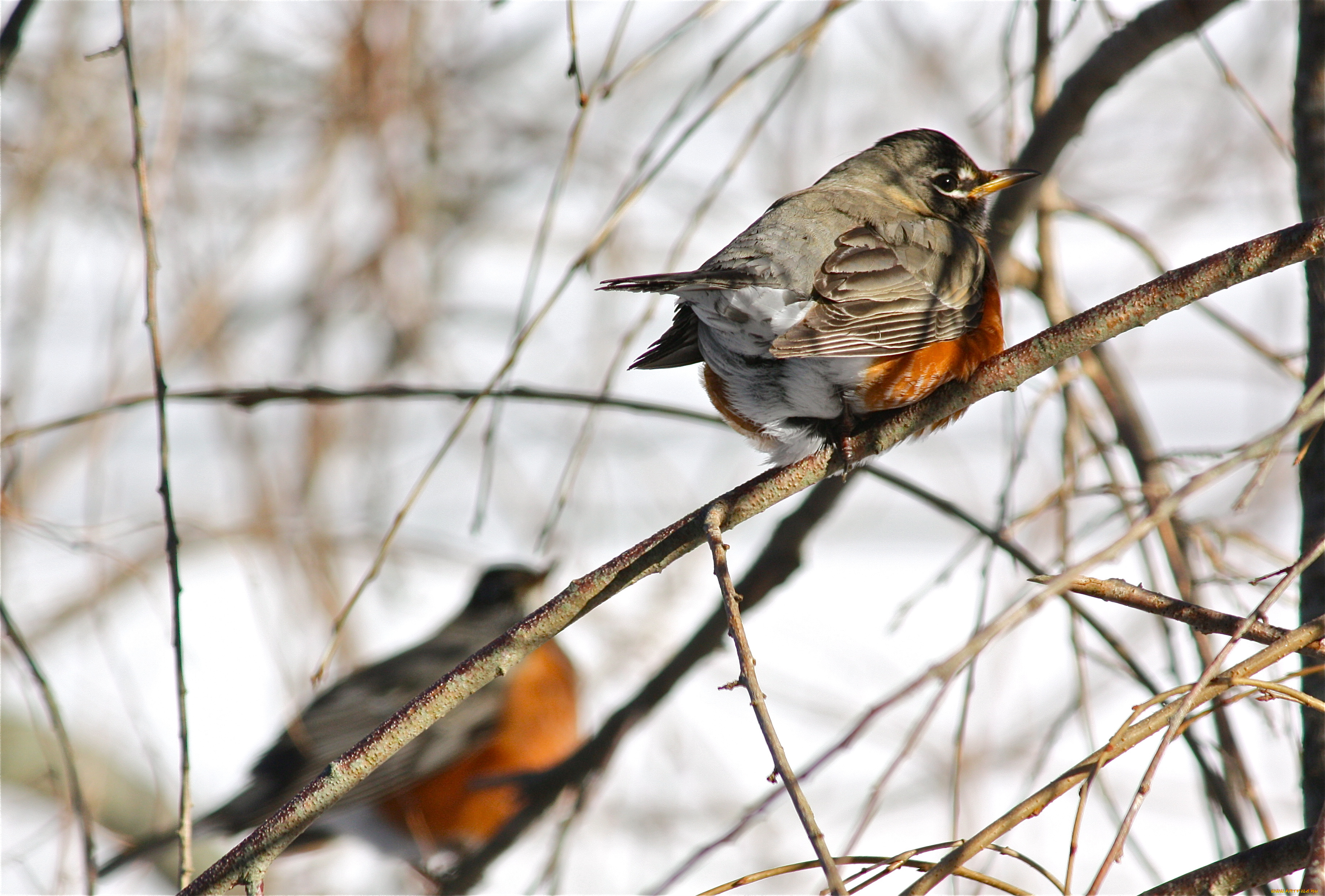 american, robin, животные, зарянки, малиновки, дрозд