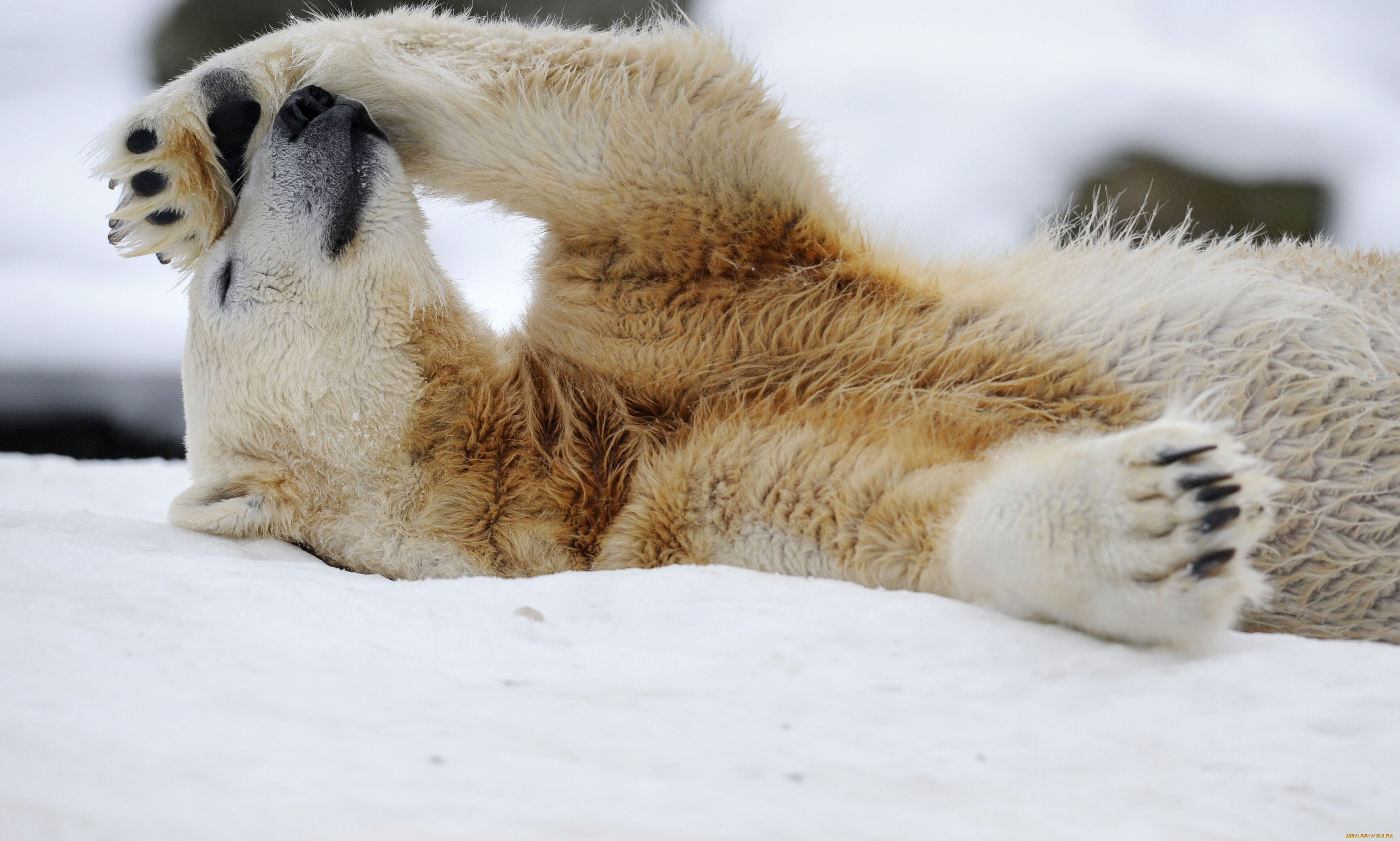 животные, медведи, polar, bear, белый, медведь