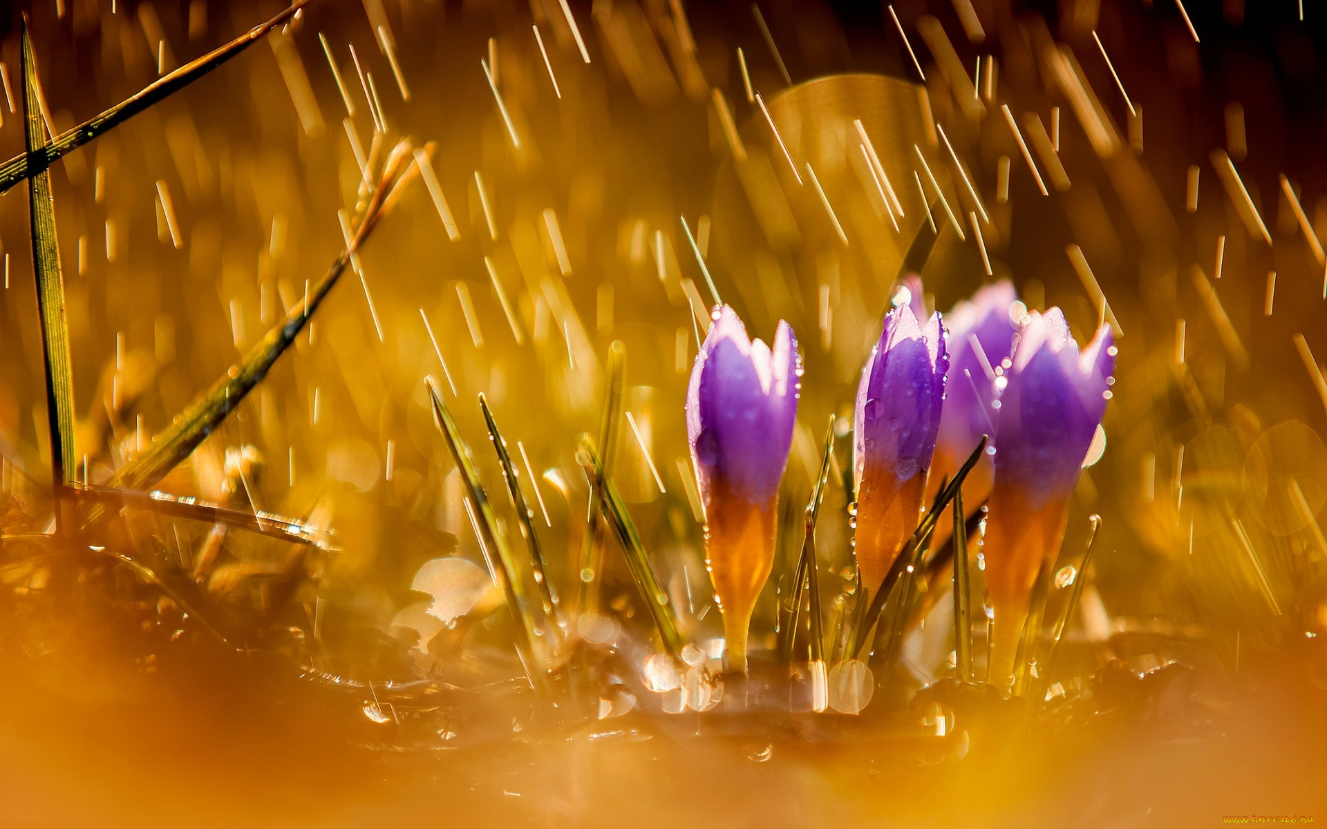 цветы, крокусы, природа, дождь