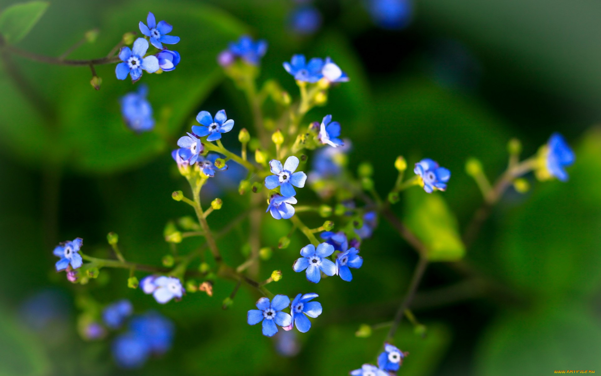 синий цветочек на лужайке без смс