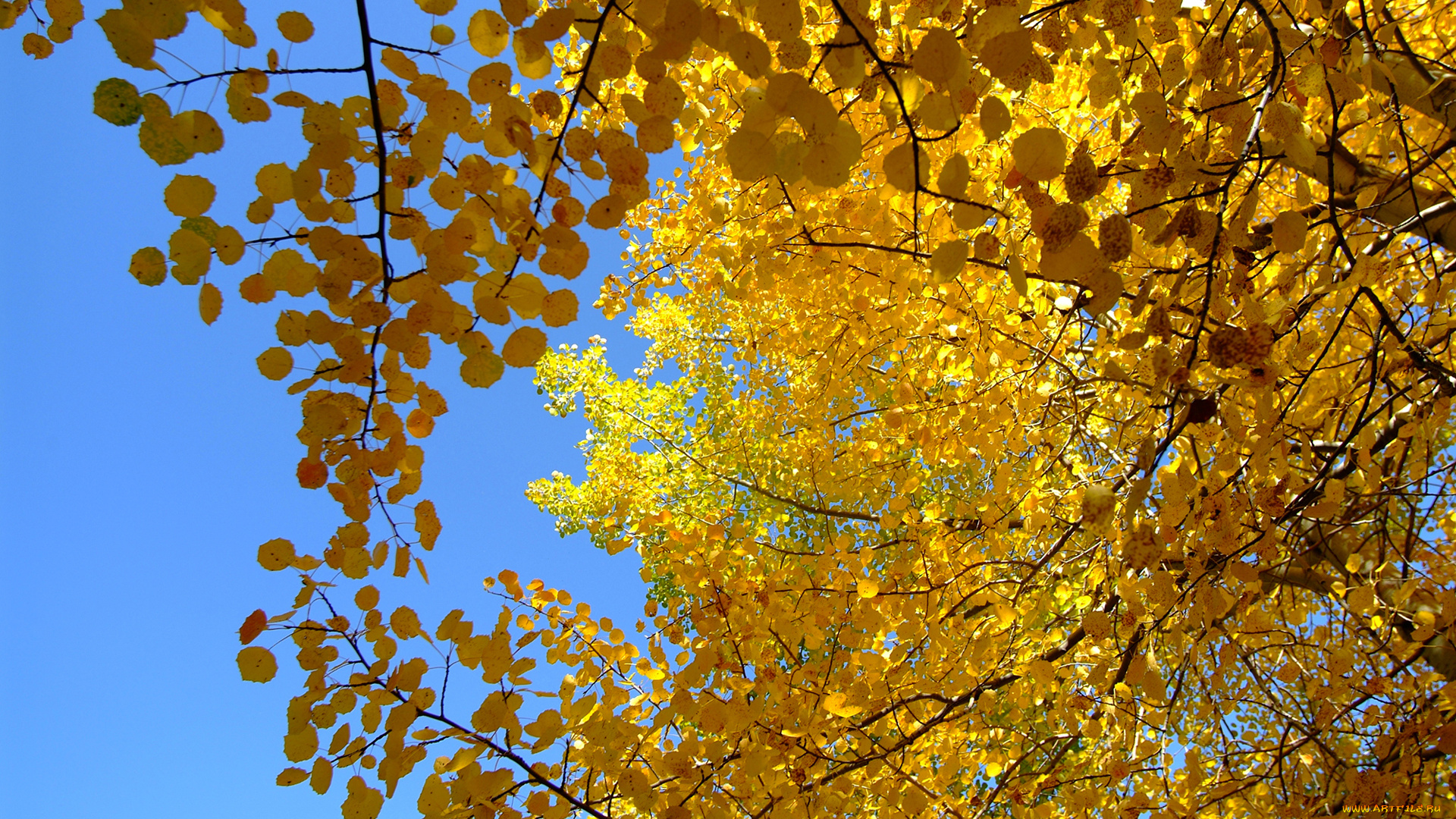 природа, деревья, крона, дерево, осень, листья, небо