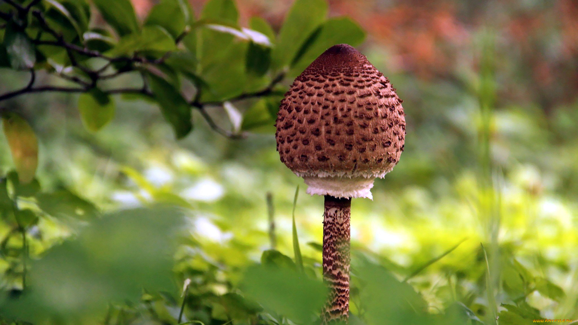 природа, грибы, шляпка, коричневая