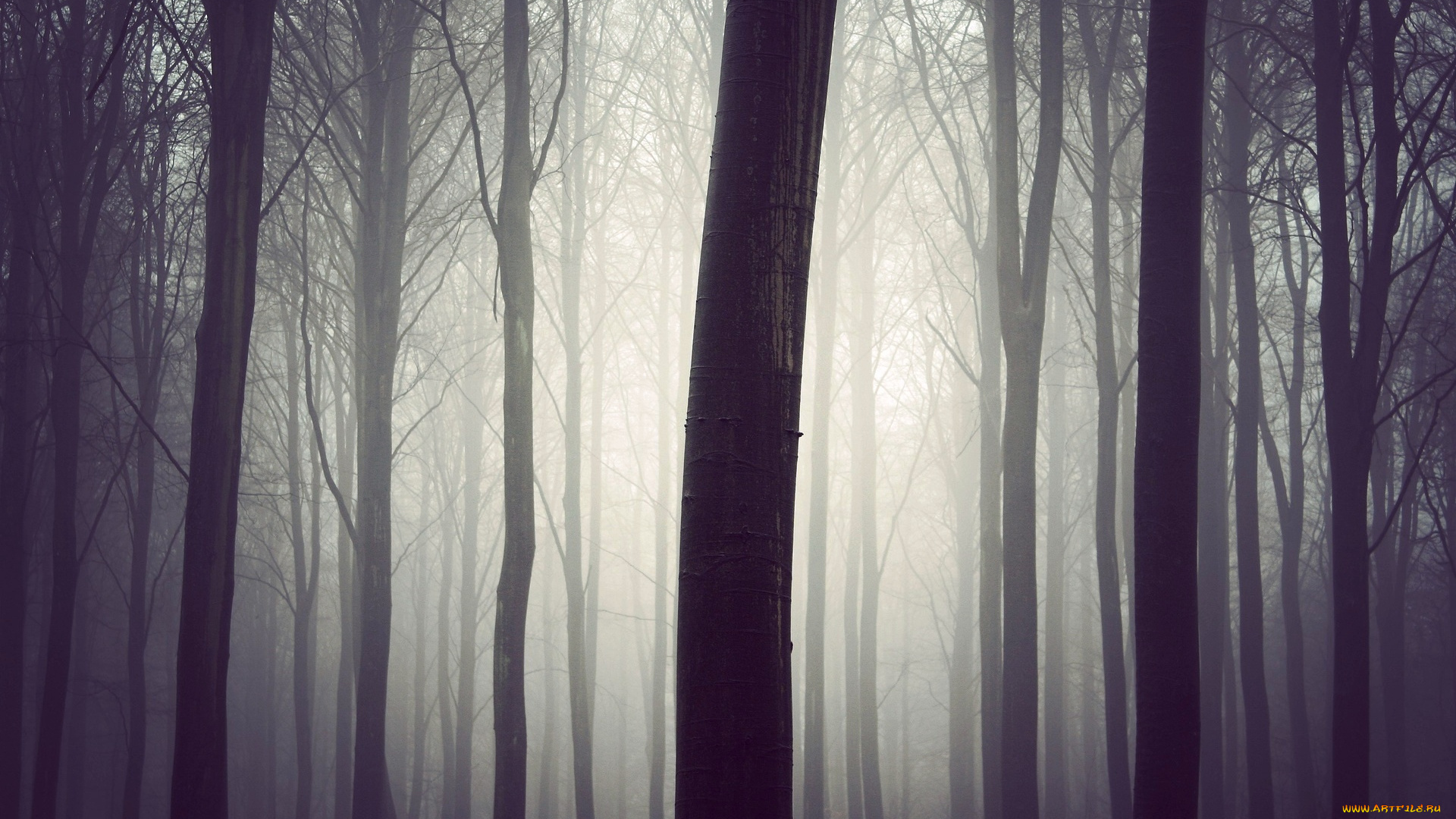 природа, лес, туман, утро, деревья