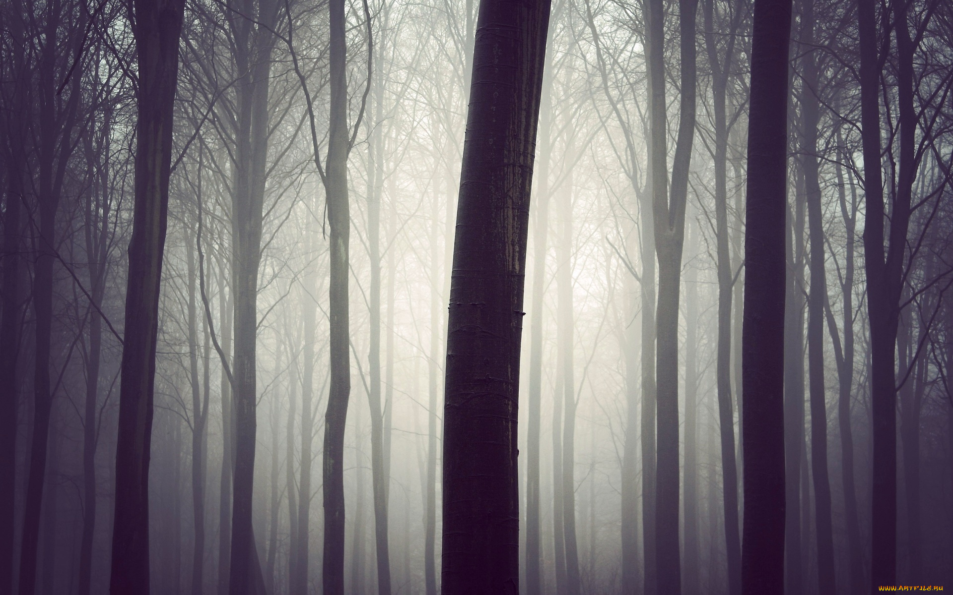 природа, лес, туман, утро, деревья