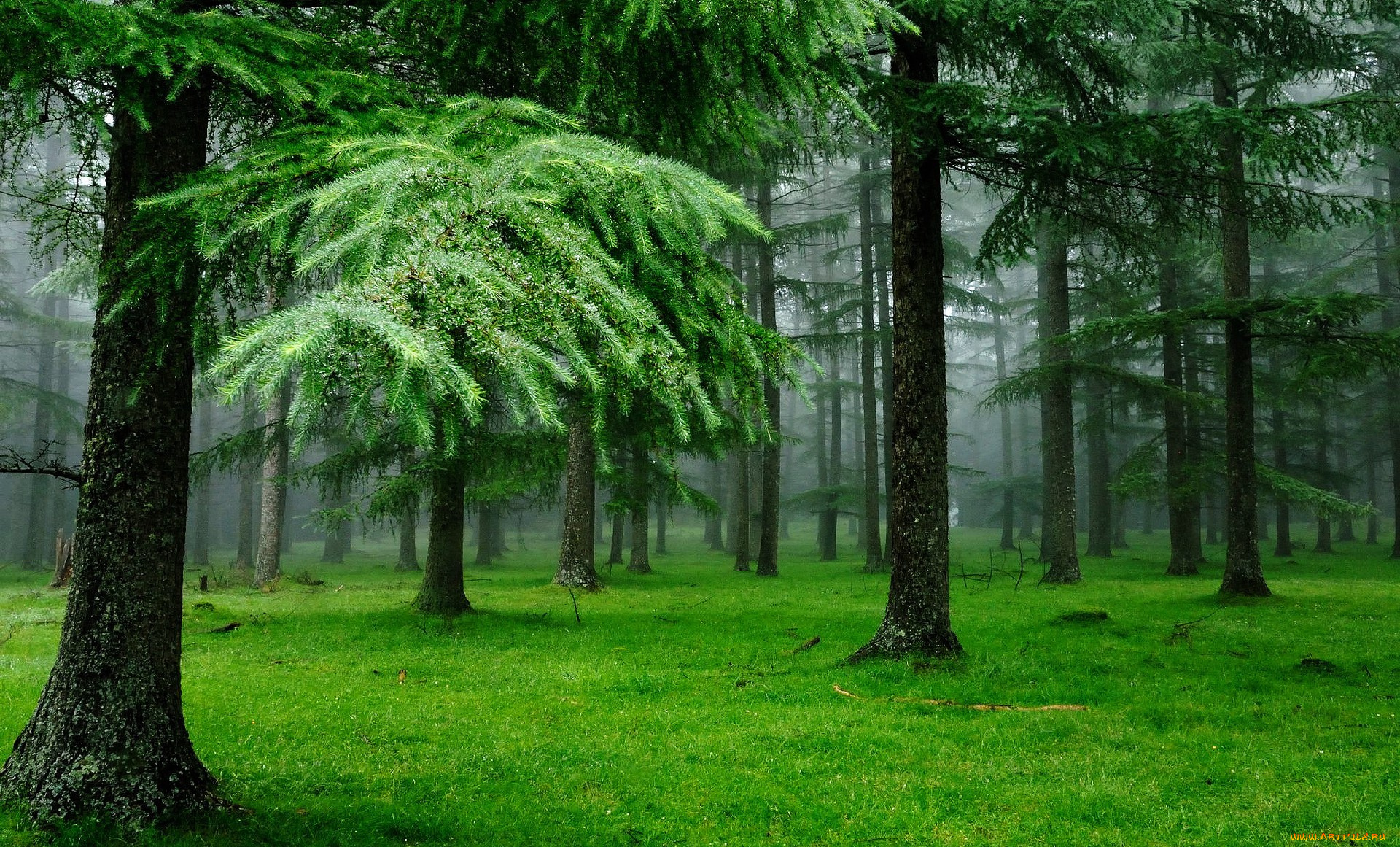 природа, лес, утро, туман, деревья, трава, ели