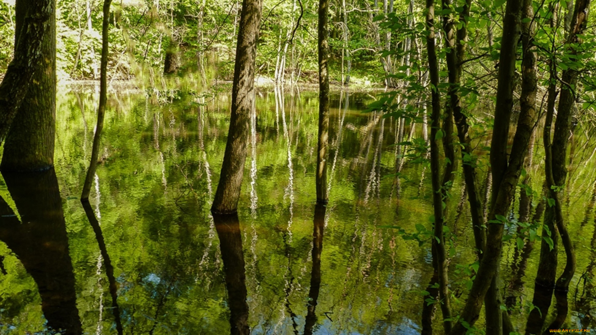 природа, лес, вода, деревья