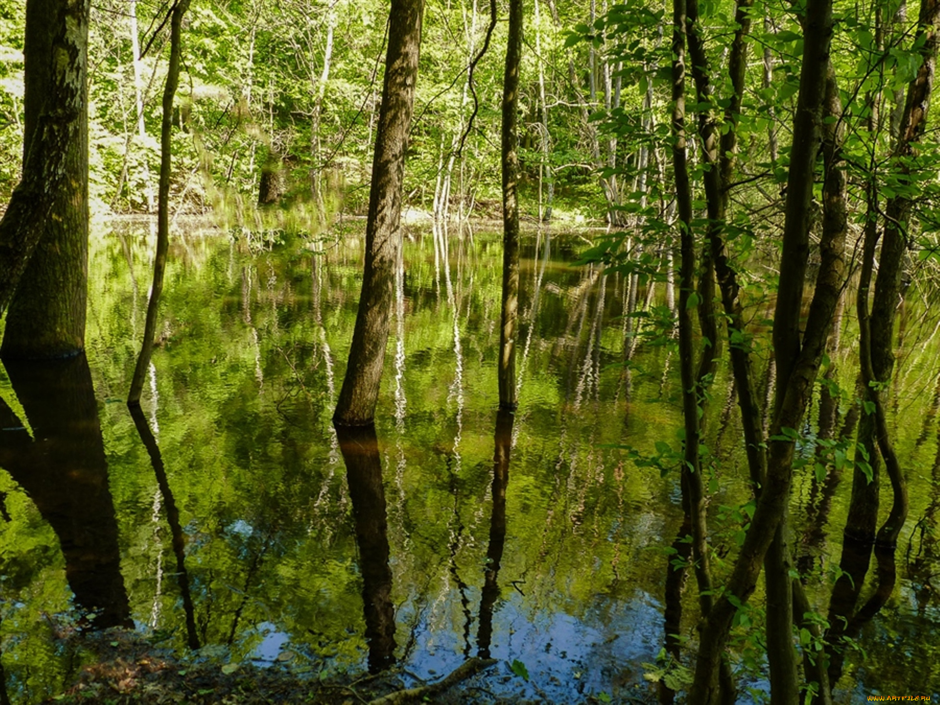 природа, лес, вода, деревья