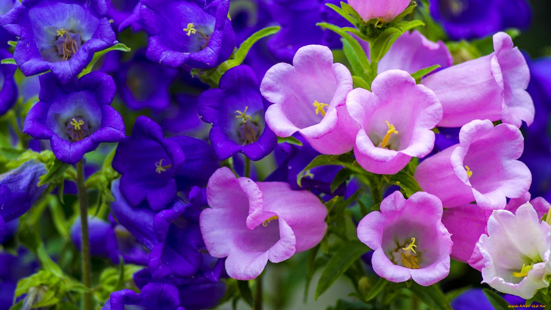 цветы, колокольчики, розовые, синие