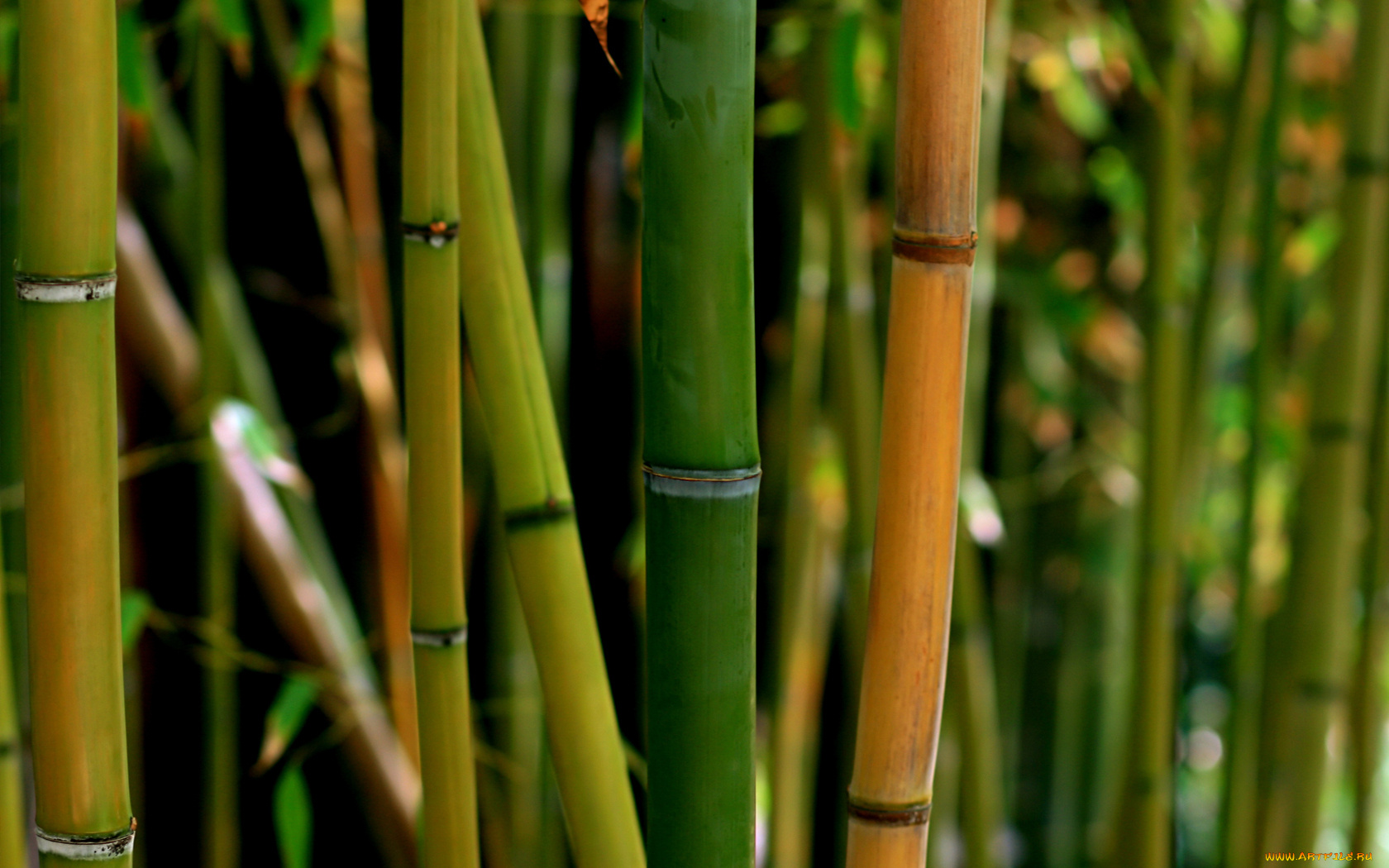 природа, деревья, бамбук