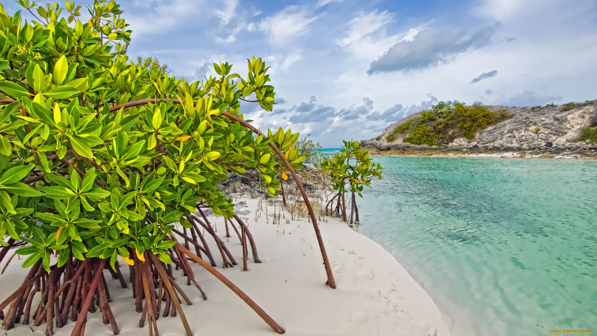 mangrove, beach, природа, побережье, long, island, the, bahamas, galloway, мангры