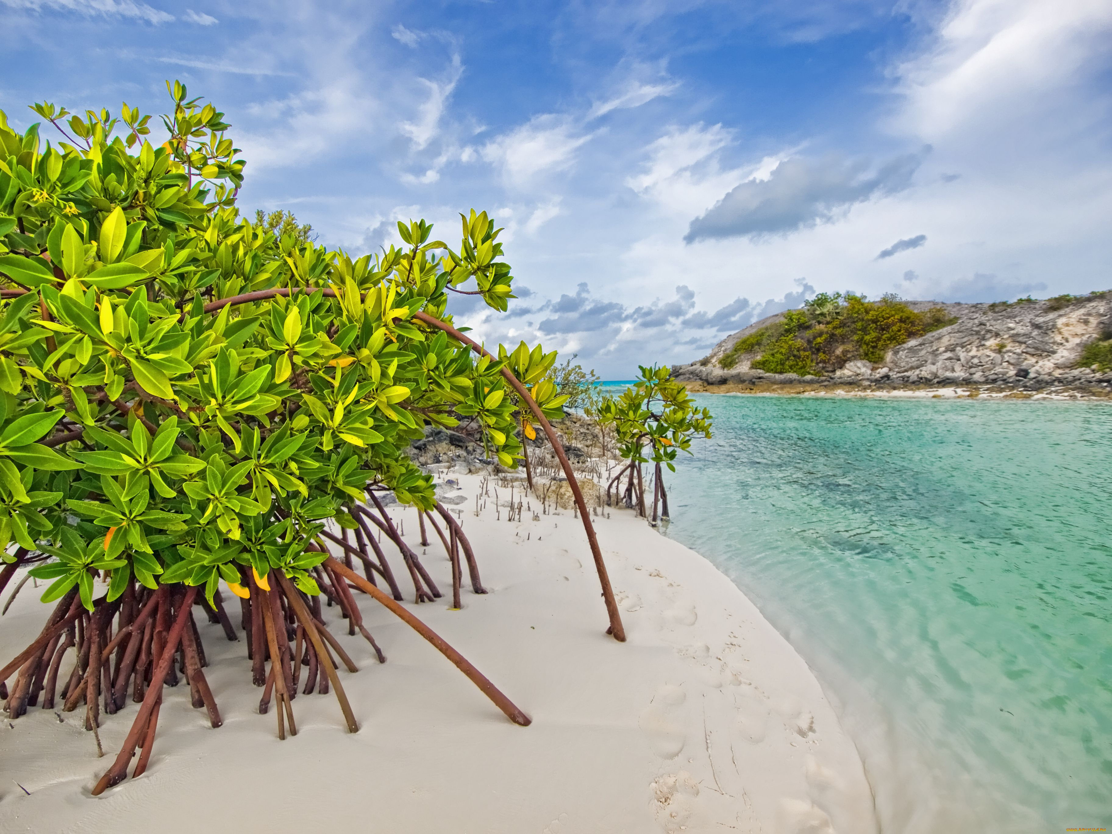 mangrove, beach, природа, побережье, long, island, the, bahamas, galloway, мангры