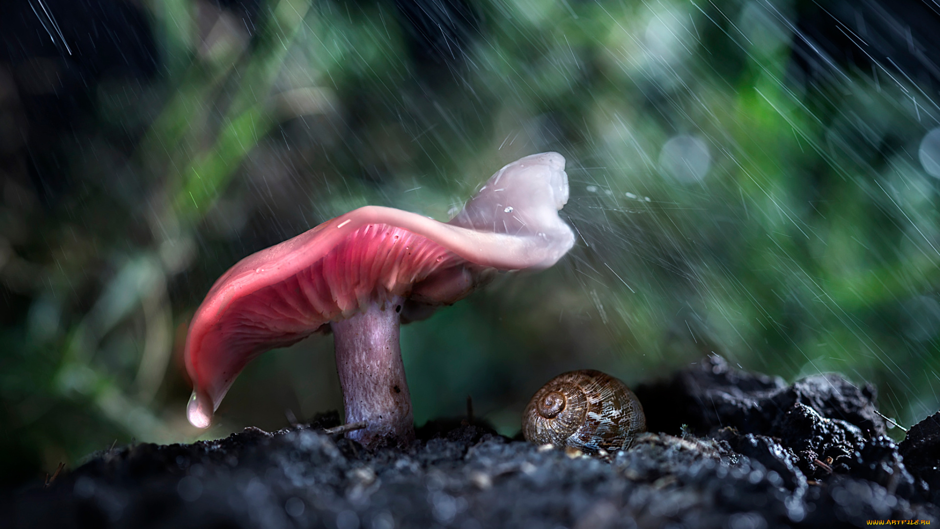 природа, грибы, боке, макро, дождь, гриб, лес