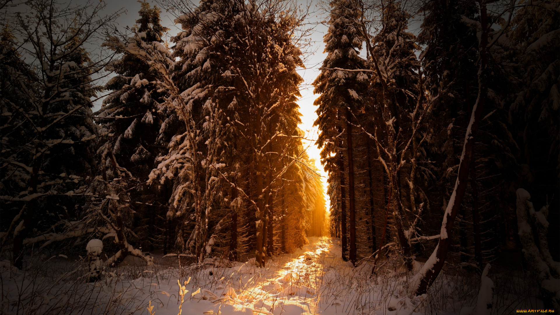 природа, зима, снег, свет, лучи, солнце, лес, февраль, германия